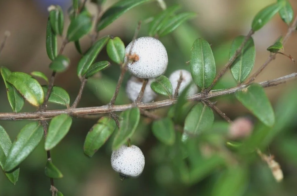 “Austromyrtus dulcis (Midgen Berry) - cultivated” by Arthur Chapman, CC BY-NC-SA 2.0