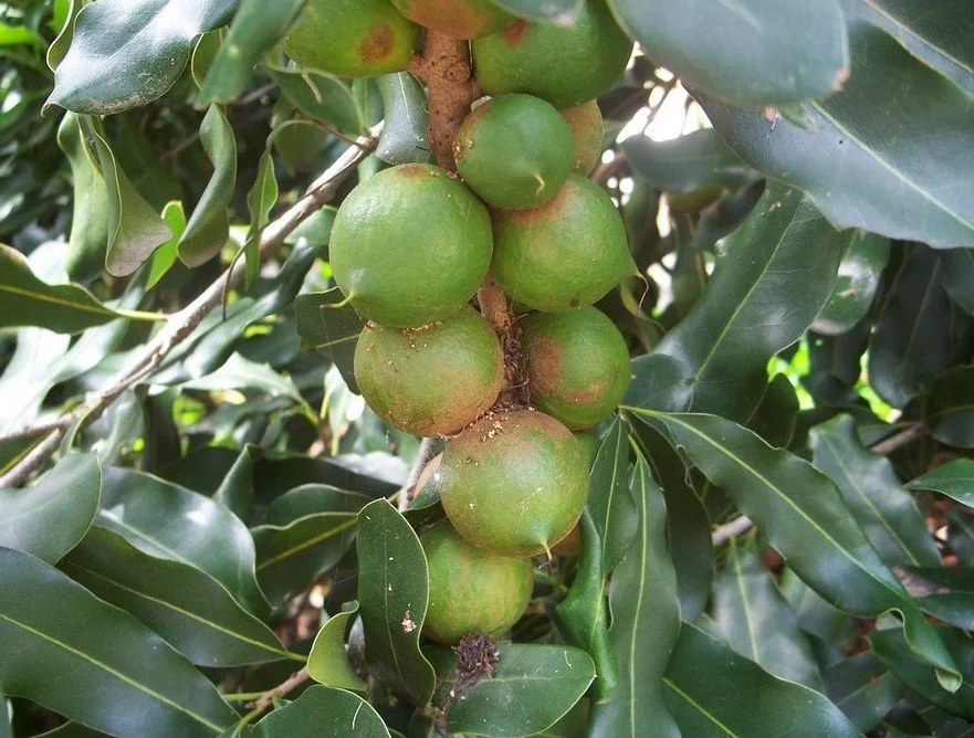 Green cluster of macadamia nut pods.