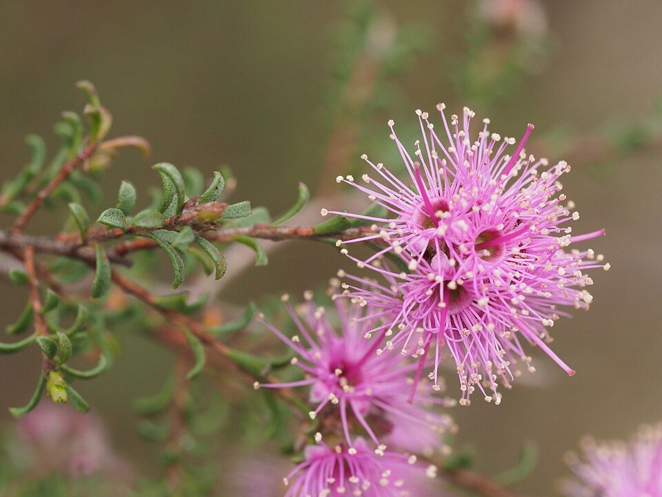 https://commons.wikimedia.org/wiki/File:Kunzea_obovata_02.jpg