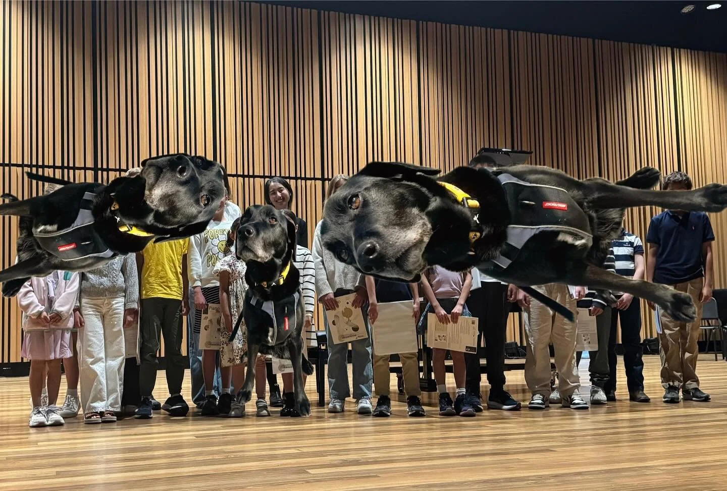 Have been busy getting my fabulous students ready for their end of year concert! So proud of their courage, hard work and wonderful playing. 

My dog could not join so here she is&hellip;3 times.

.
.
.
#proud #teacher #piano #student #concert #piano