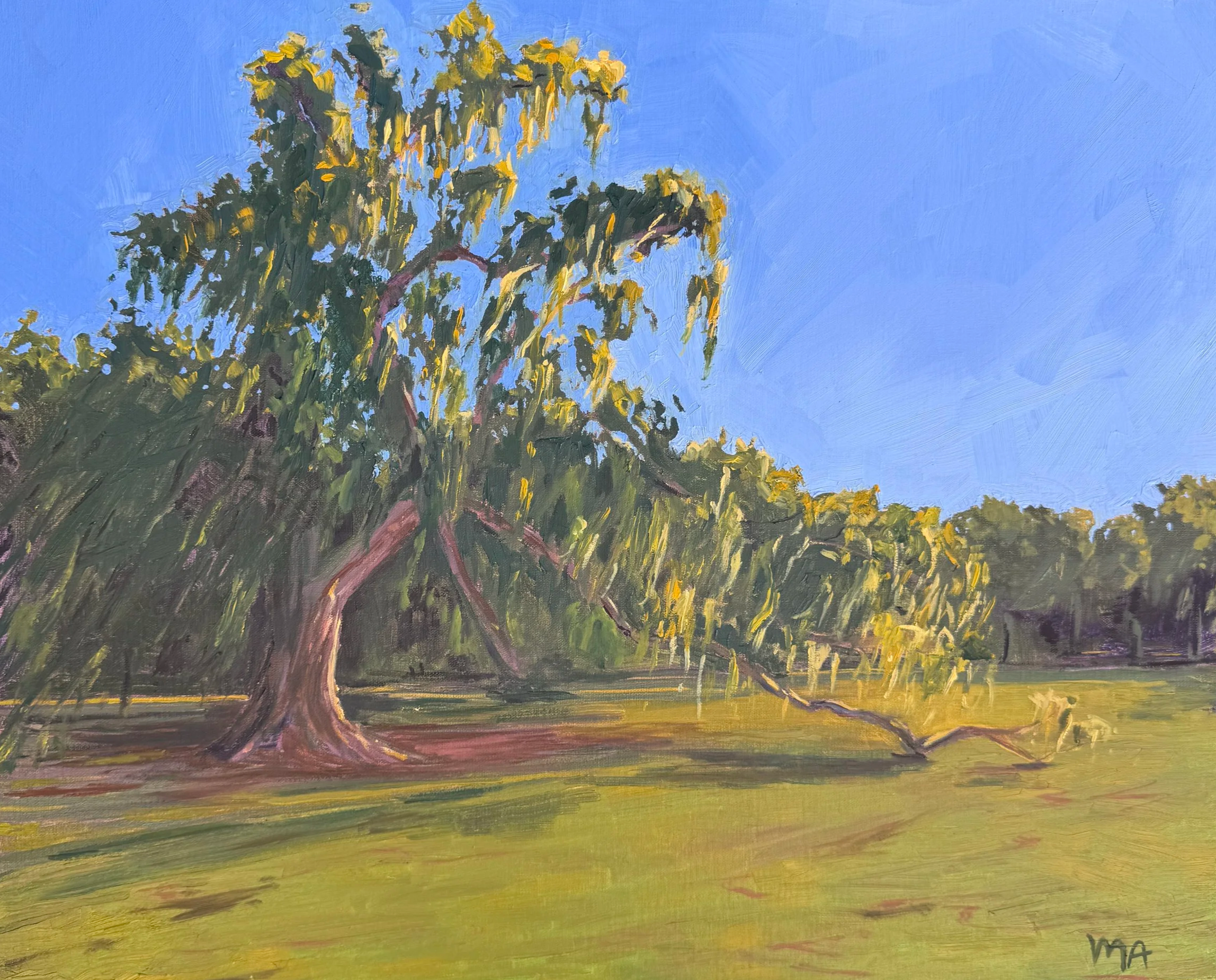 Don't Be Blown About, 2026, oil on panel, 16x20 | This live oak was billowing in the wind and looked so powerful and strong despite how wiry and fragile some of its limbs appeared. I’ve always been drawn to trees and I especially love painting them. 