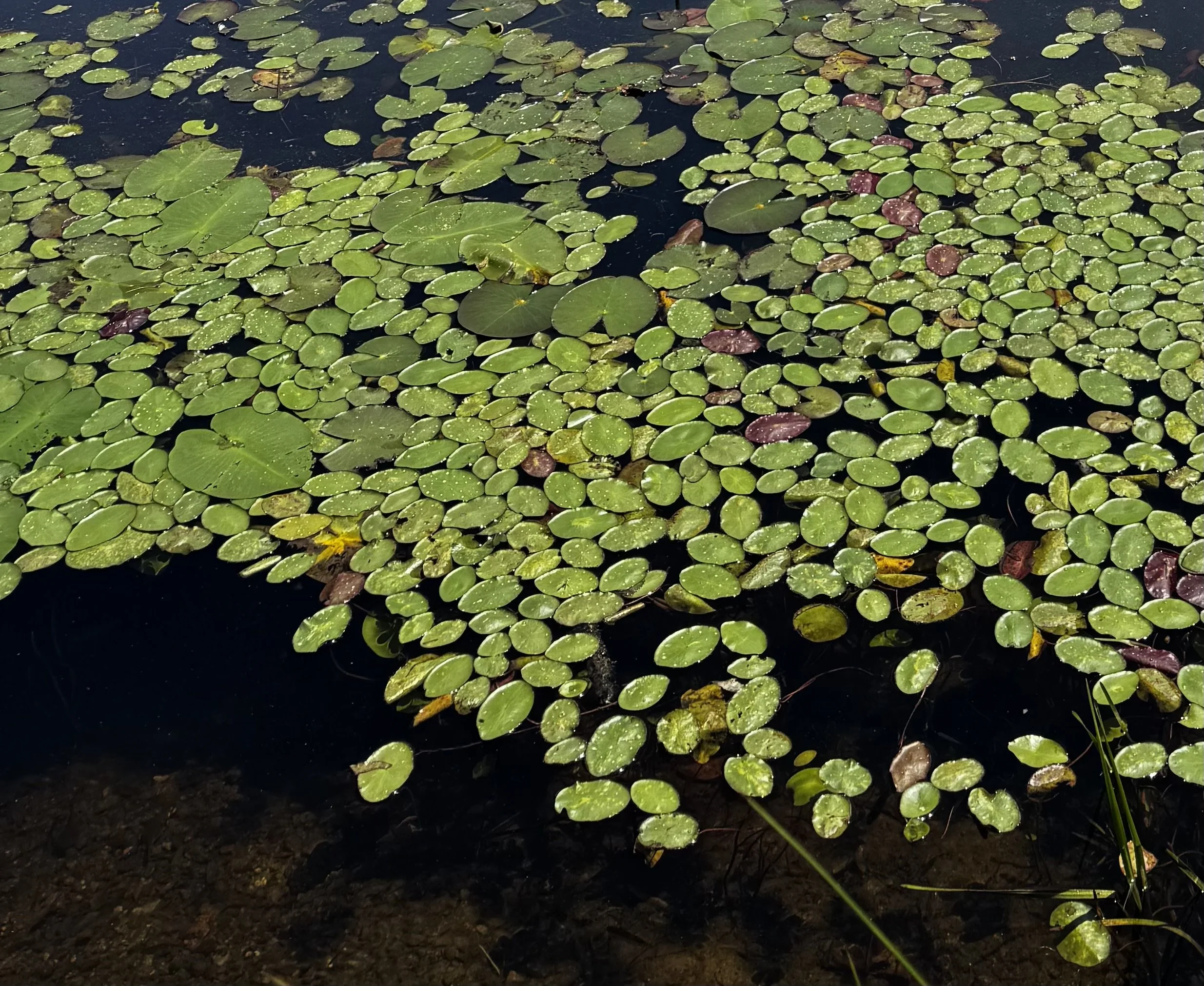 A pond covered with numerous green lily pads, some with small yellow or brown blemishes, floating on dark water.