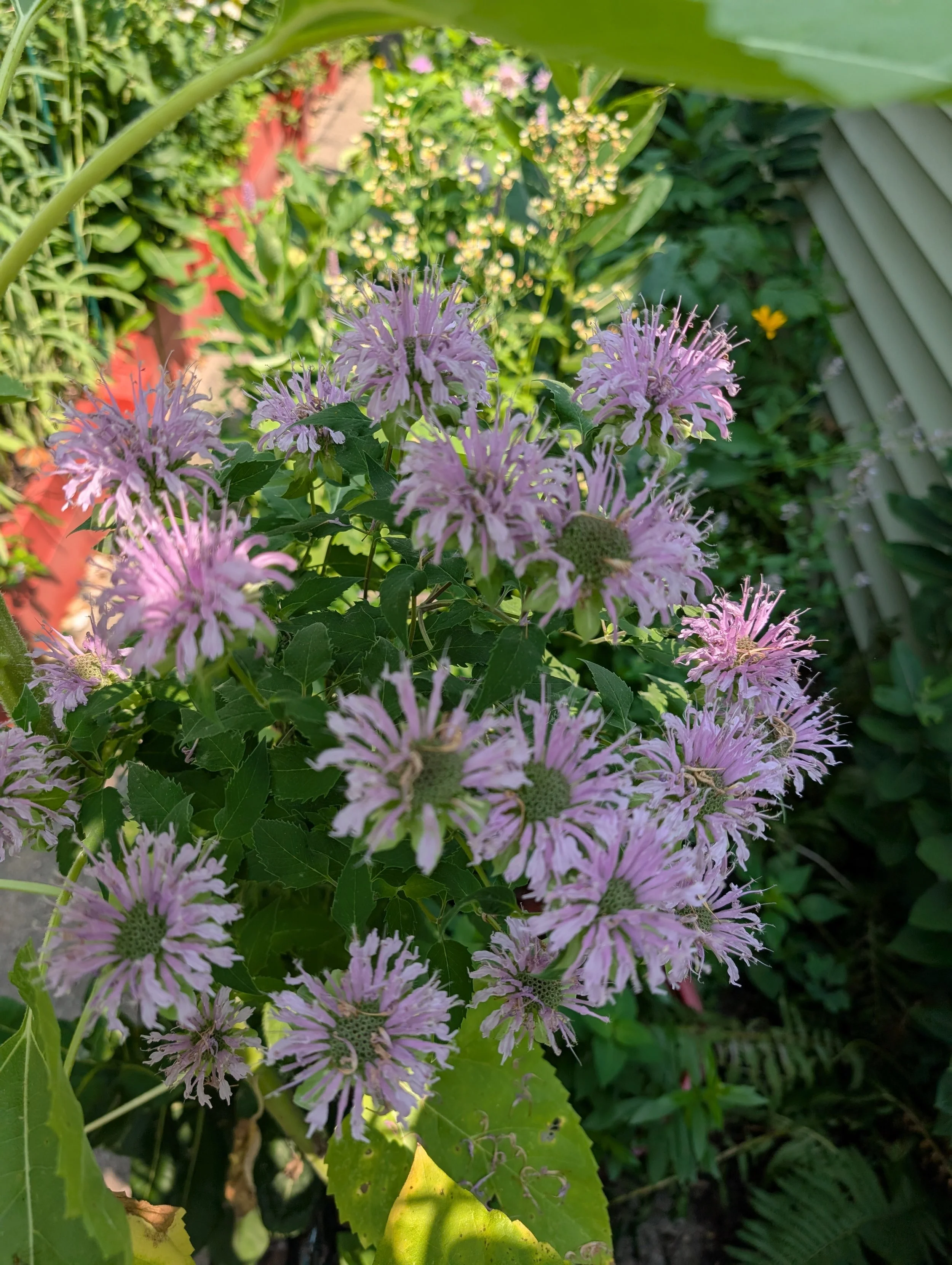 PXL_20250803_163748528.jpg