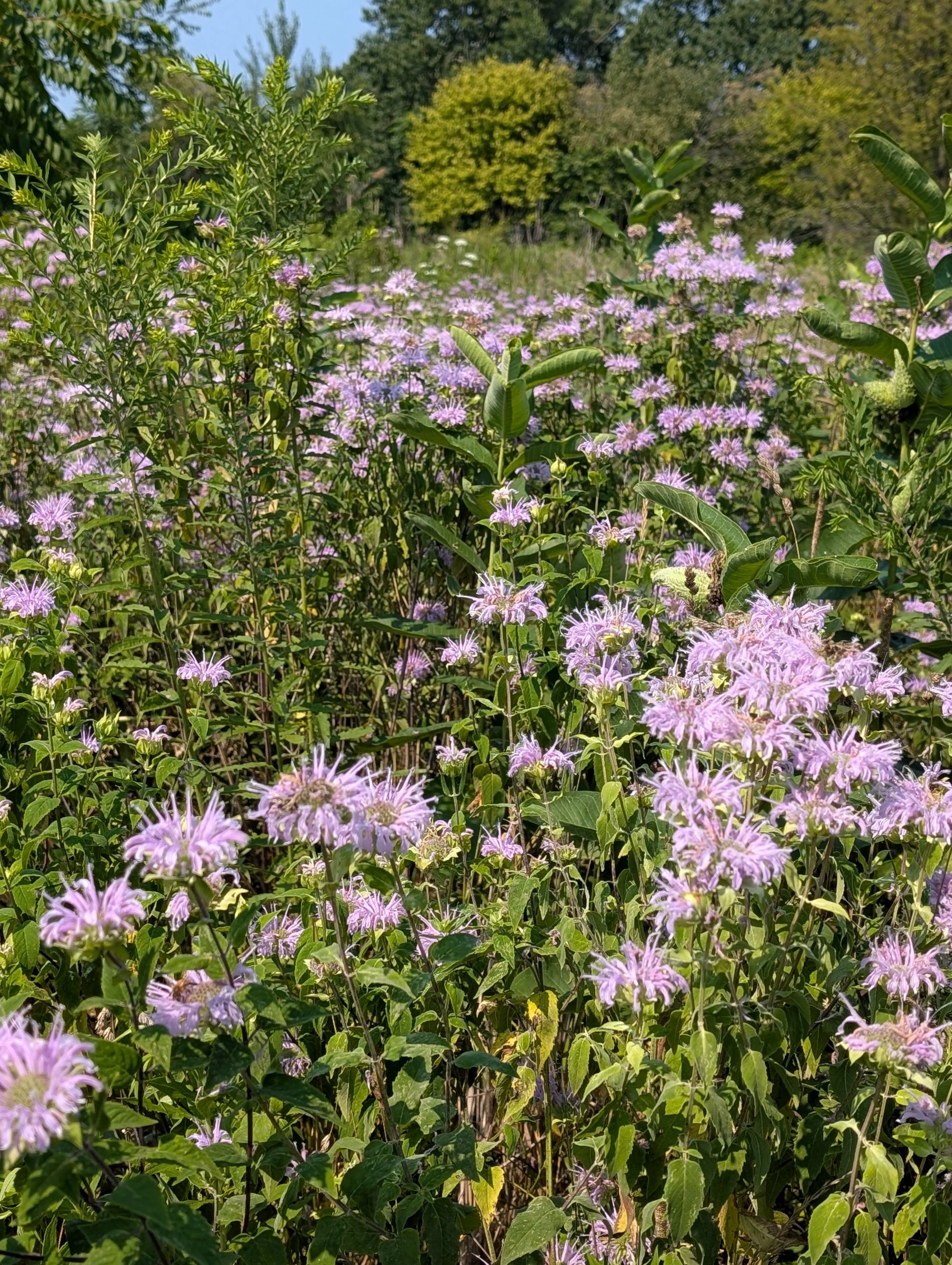 PXL_20250803_201116605.jpg