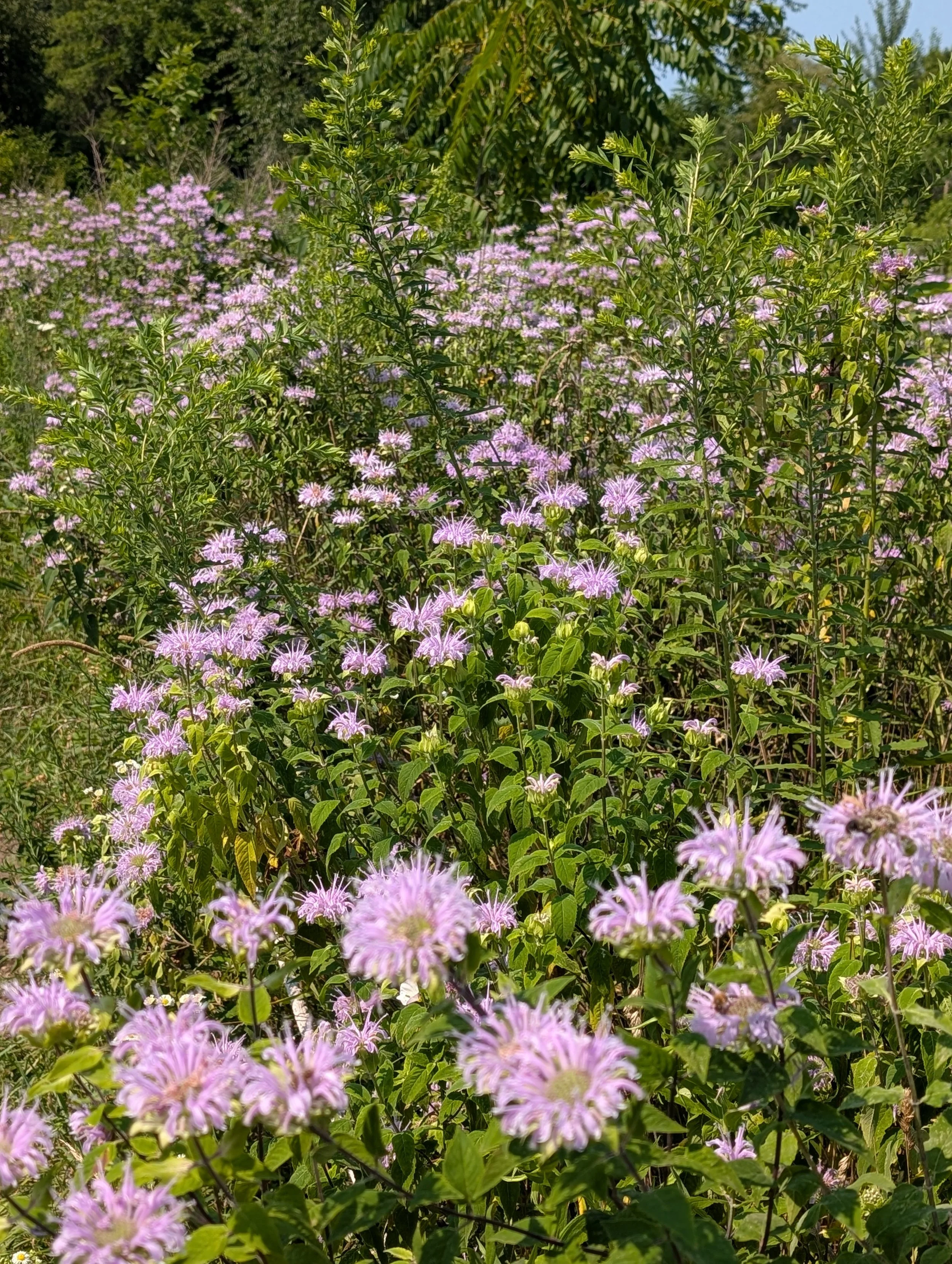 PXL_20250803_201117884.jpg