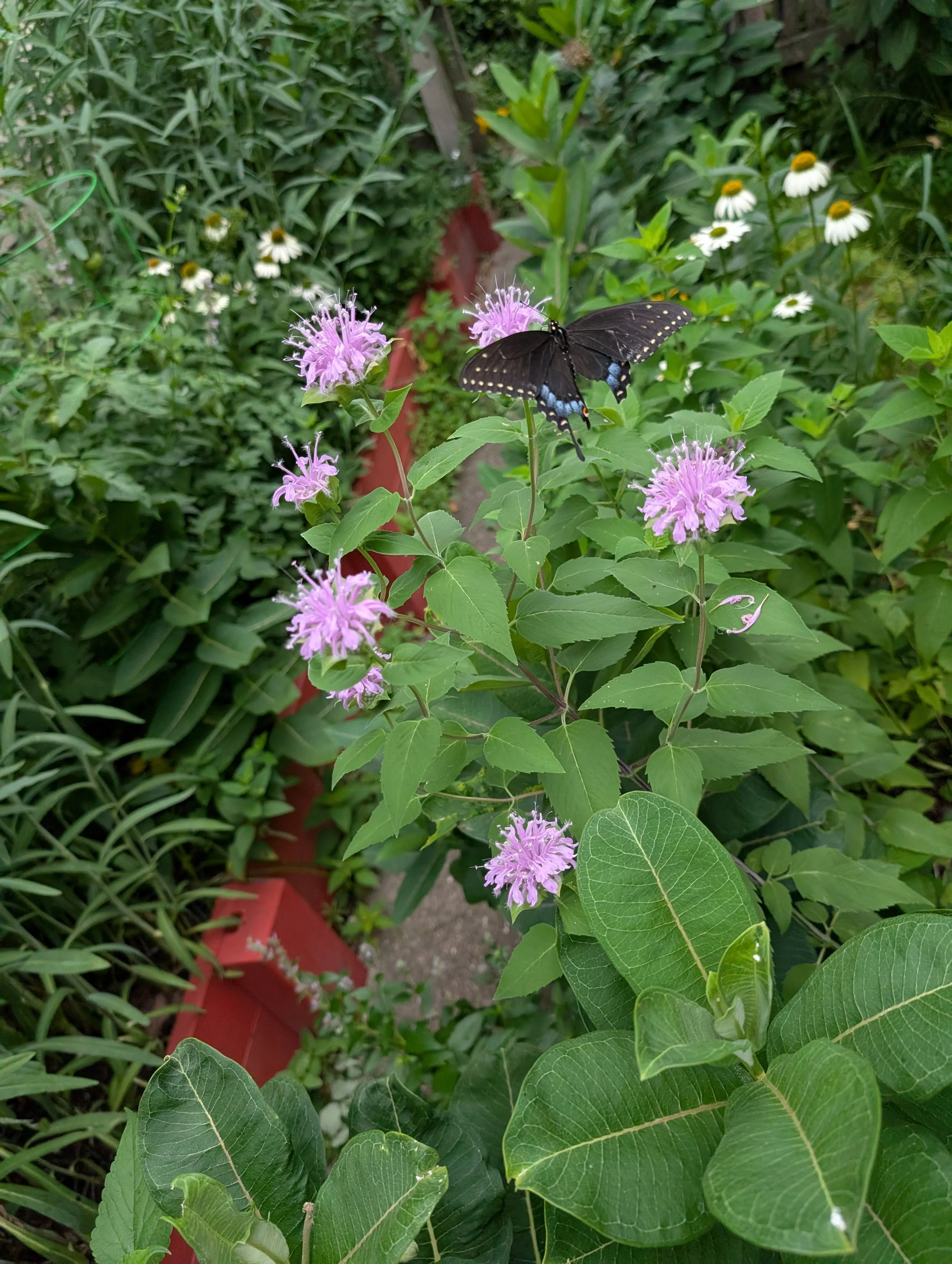 PXL_20250719_162447794.jpg
