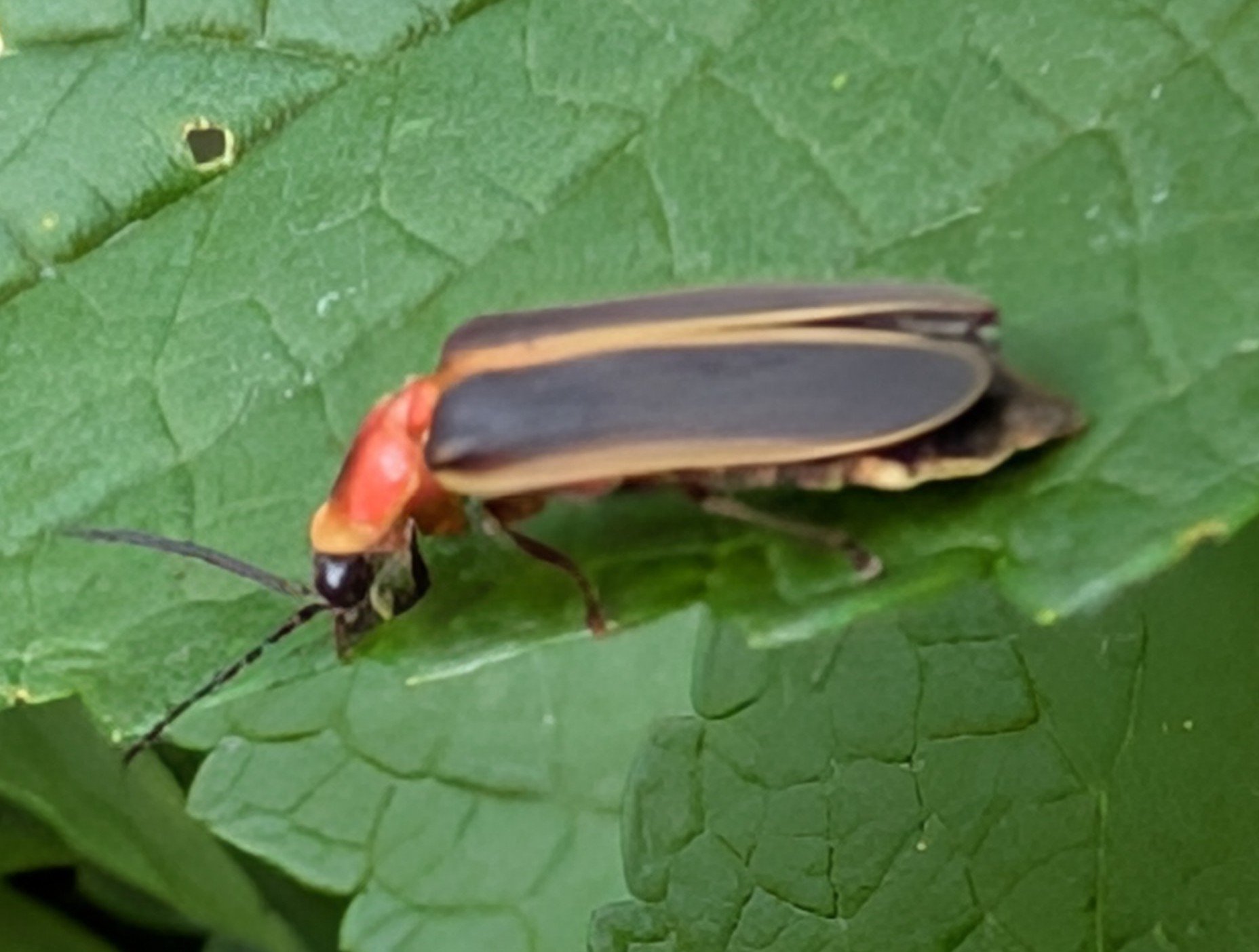 Photinus pyralis (Common Eastern Firefly / Big Dipper Firefly ...