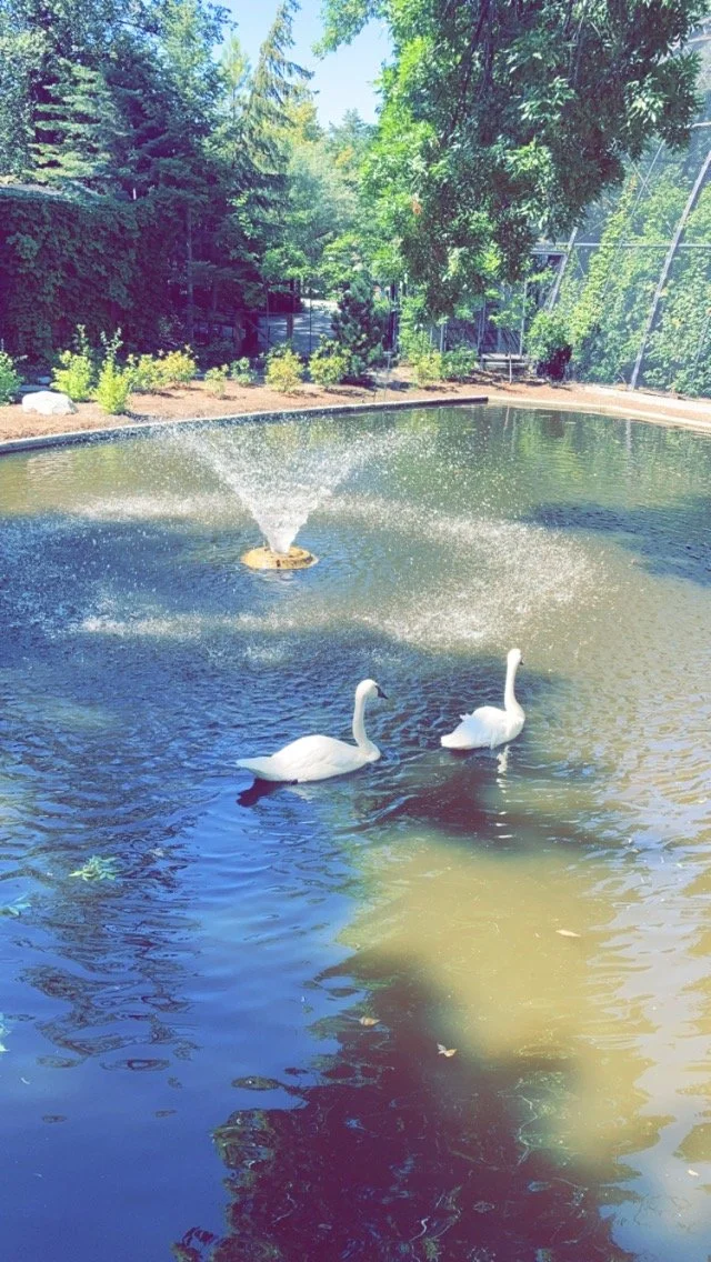 Two swans in a pond with a fountain at an aviary