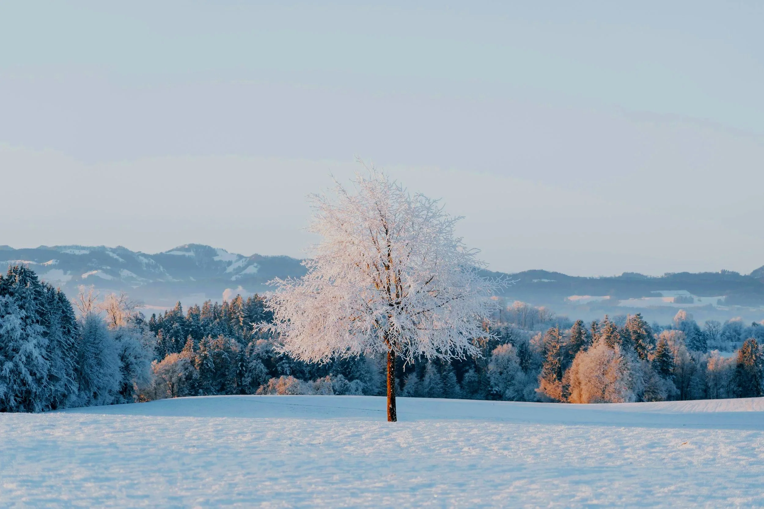 Snow-covered landscape with a single tree in the foreground and rolling hills in the background.
