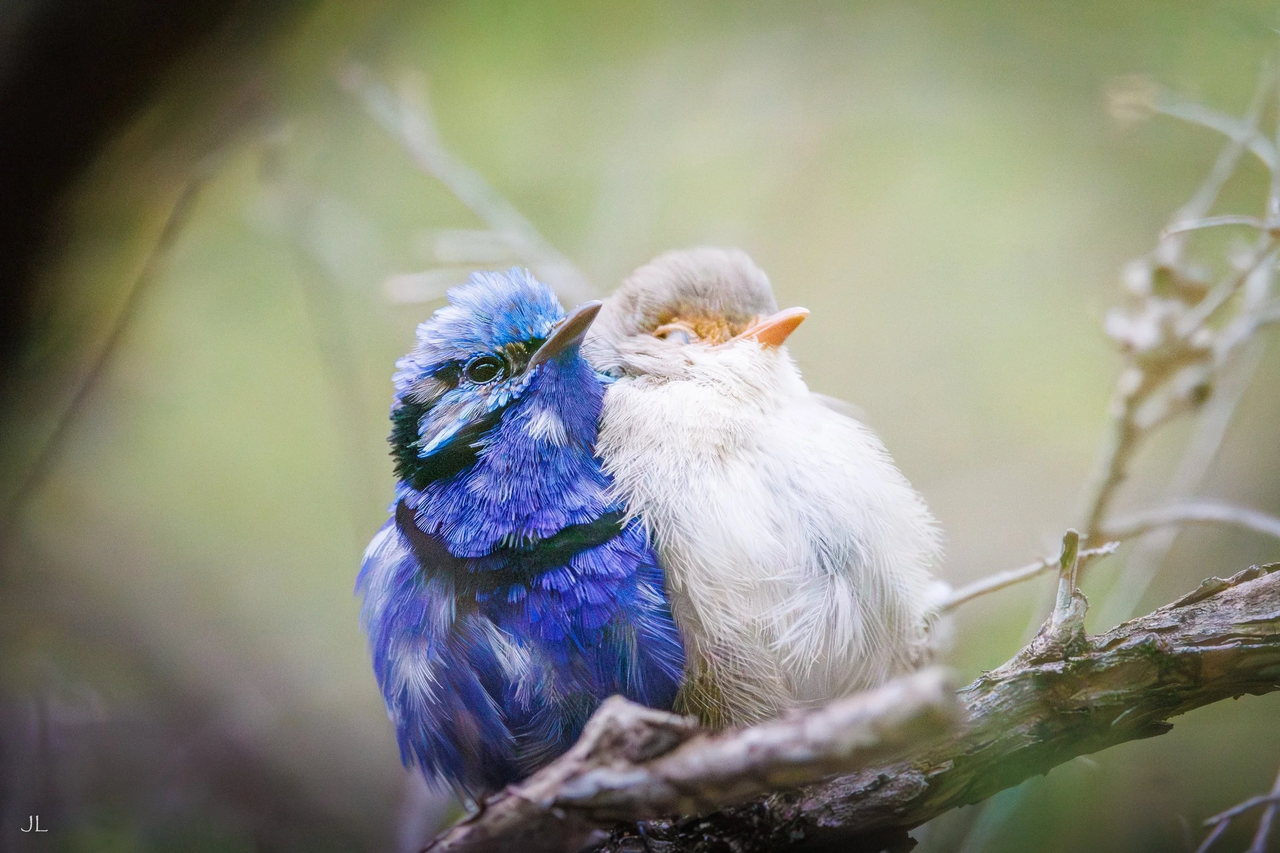 Little bit of love for the Splendid Fairy Wrens. Such cute little birds that don&rsquo;t ever really stop moving. Makes it fun to try get a good picture of them. 
&bull;
&bull;
&bull;
&bull;
&bull;
&bull;
&bull;
#fairywrens #birds #photography