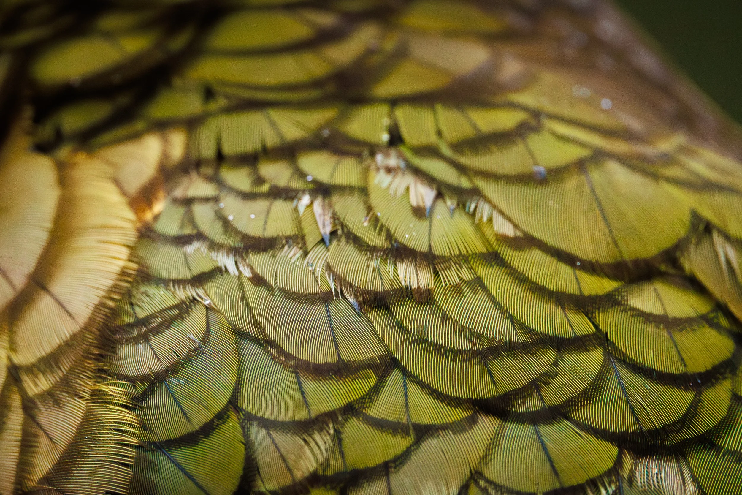 Kea Textures.jpg
