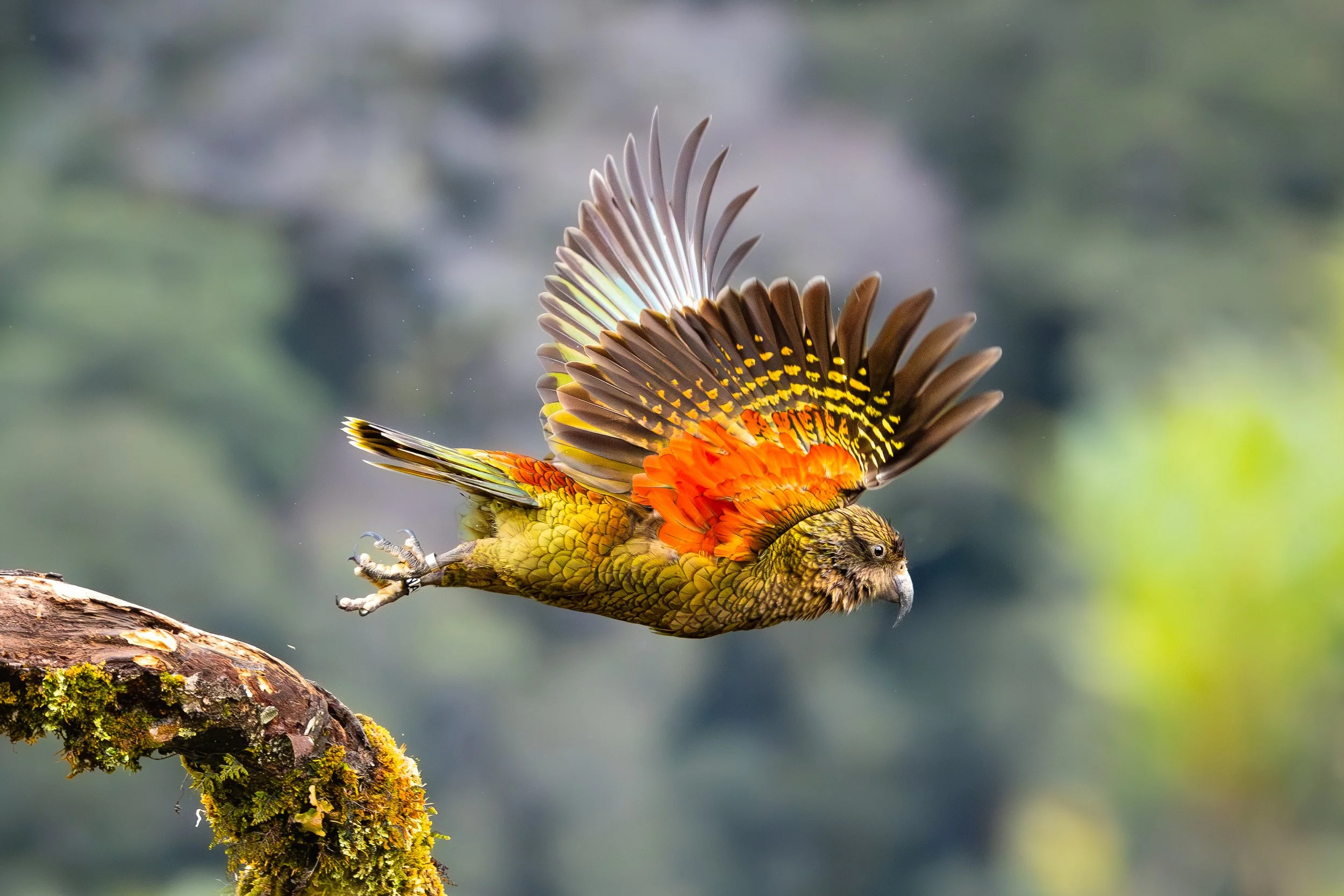 Kea in Flight.jpg