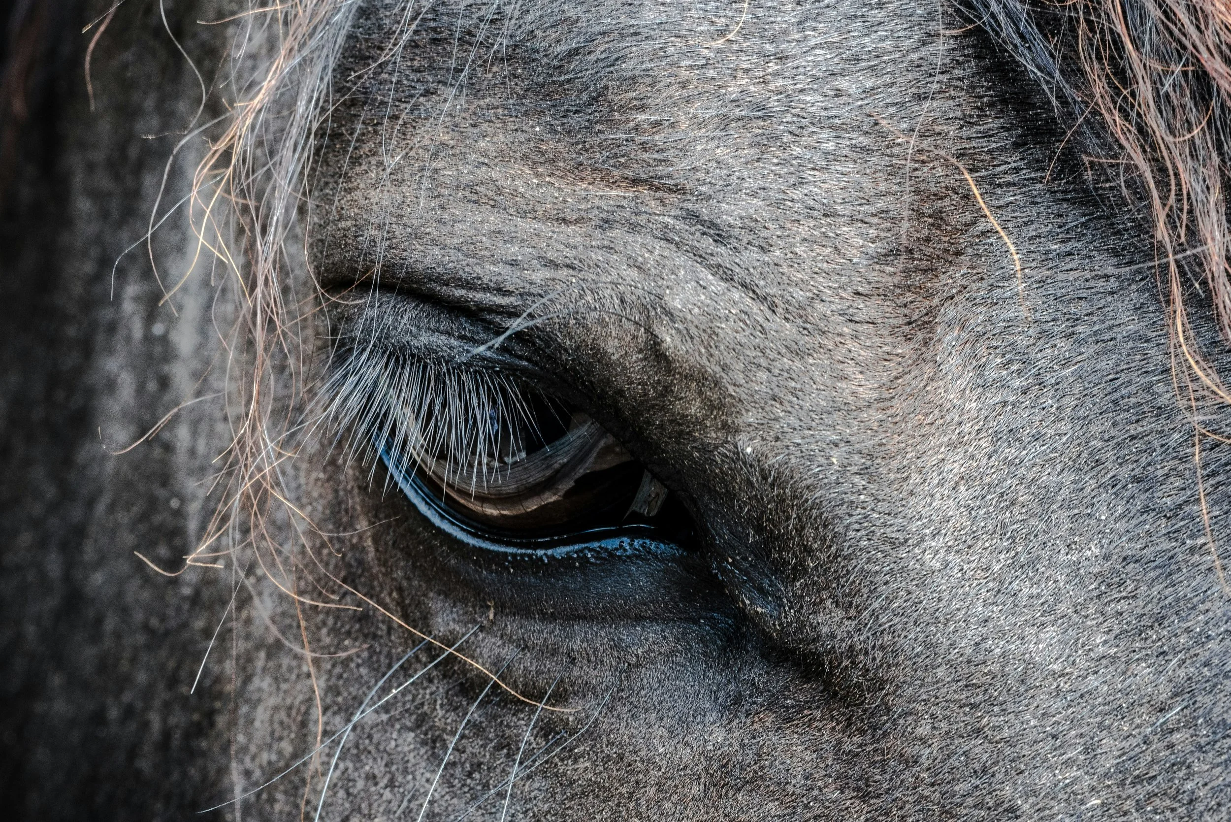 Close-up of a horse's eye and surrounding area, showing detailed eyelashes and textured skin.