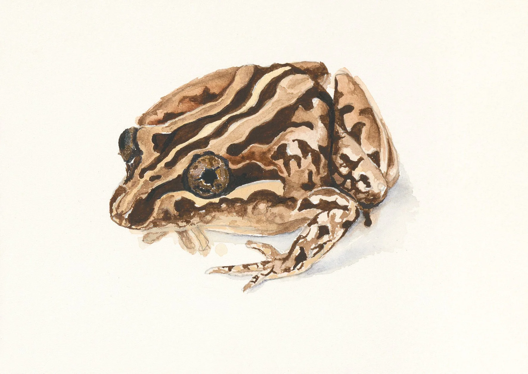 Avalon Sanctuary Art - Sheree Howard_Frog_FF_web.jpg