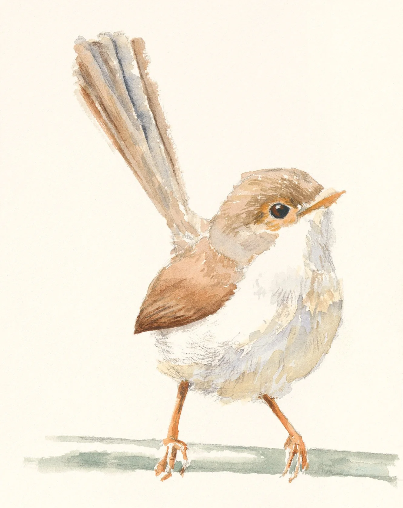 Avalon Sanctuary Art - Sheree Howard_Wren_FF_web cropped.jpg