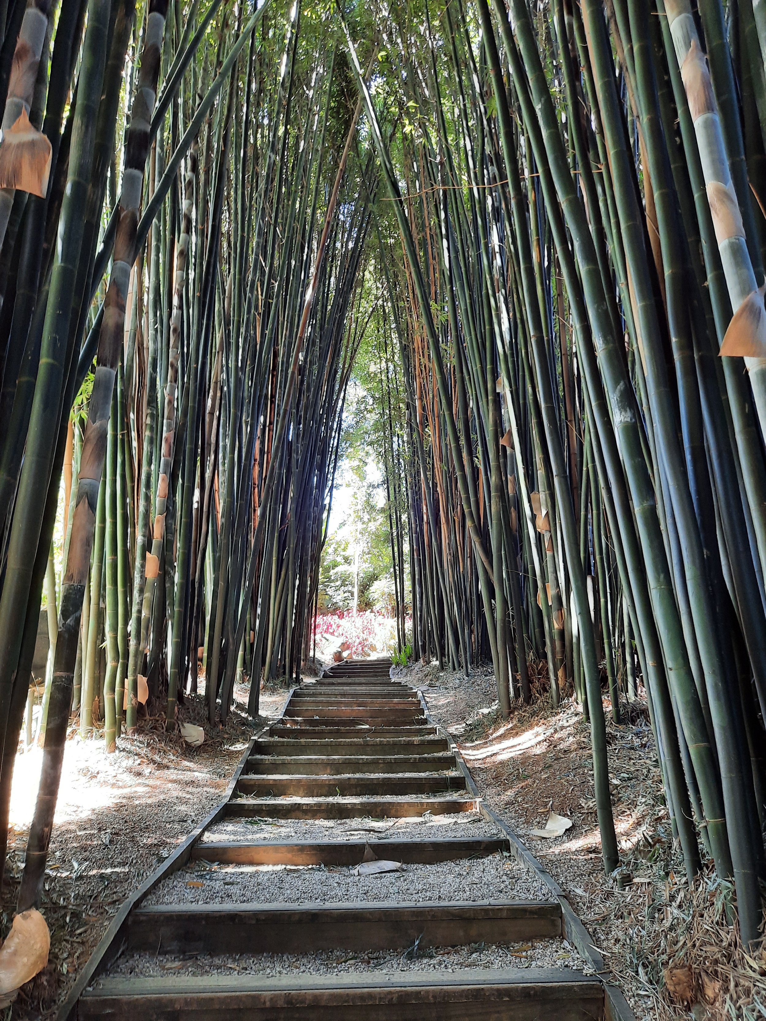 Steps through tall bamboo
