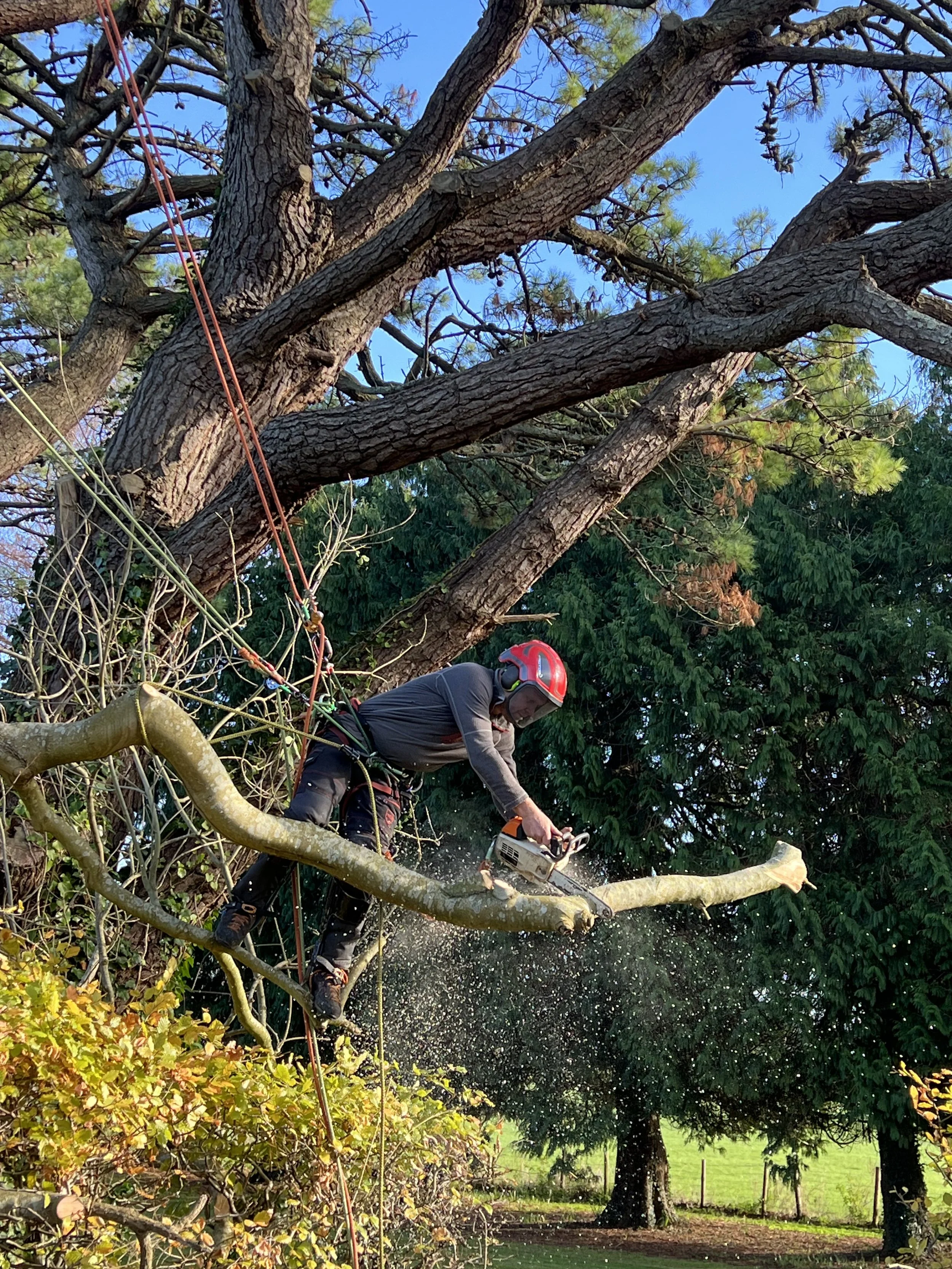 A person wearing a green helmet and safety harness is climbing a tall tree with a chainsaw, cutting branches on a sunny day.