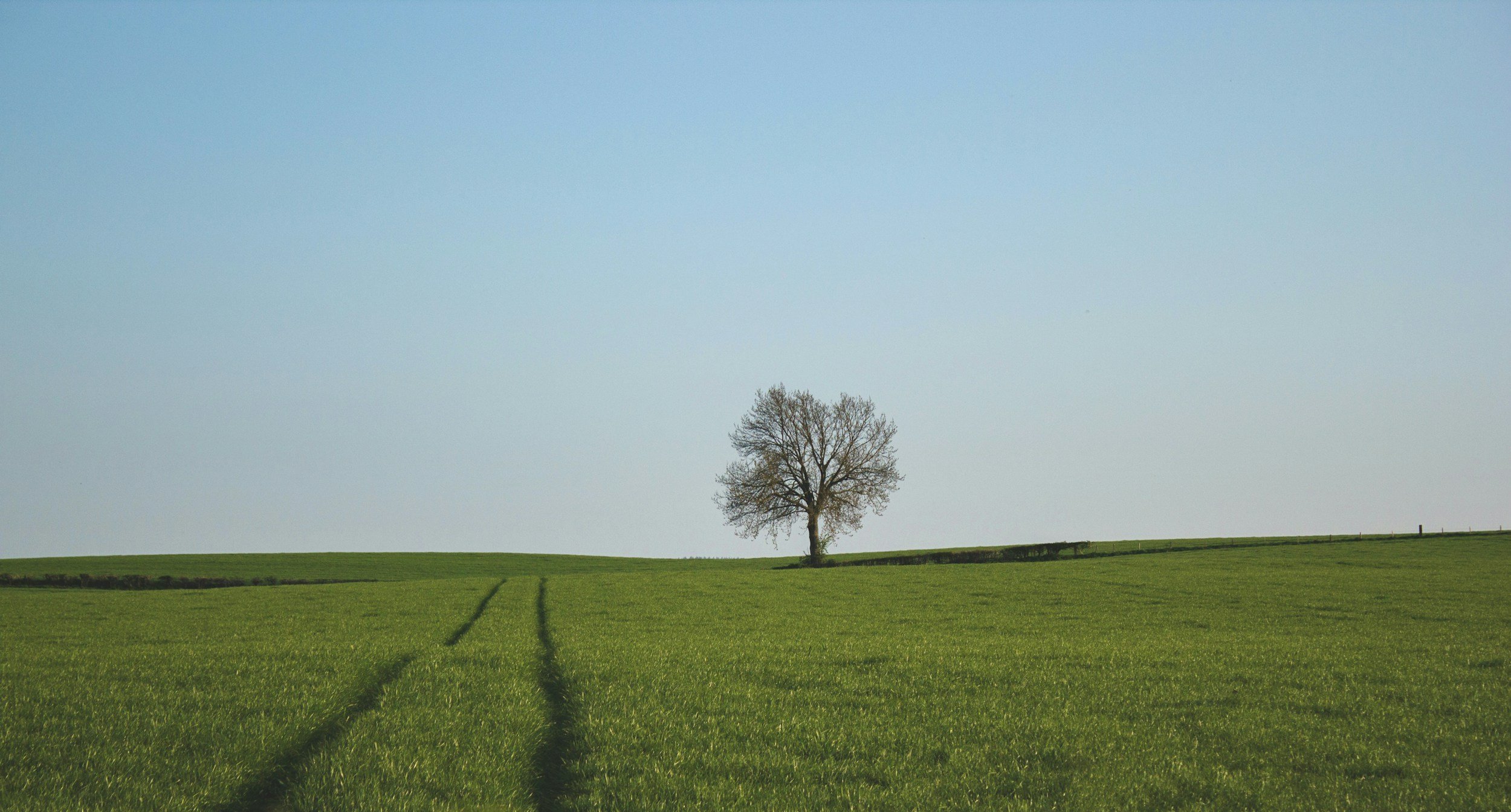 A solitary tree on a grassy field with tire tracks, under a clear blue sky.