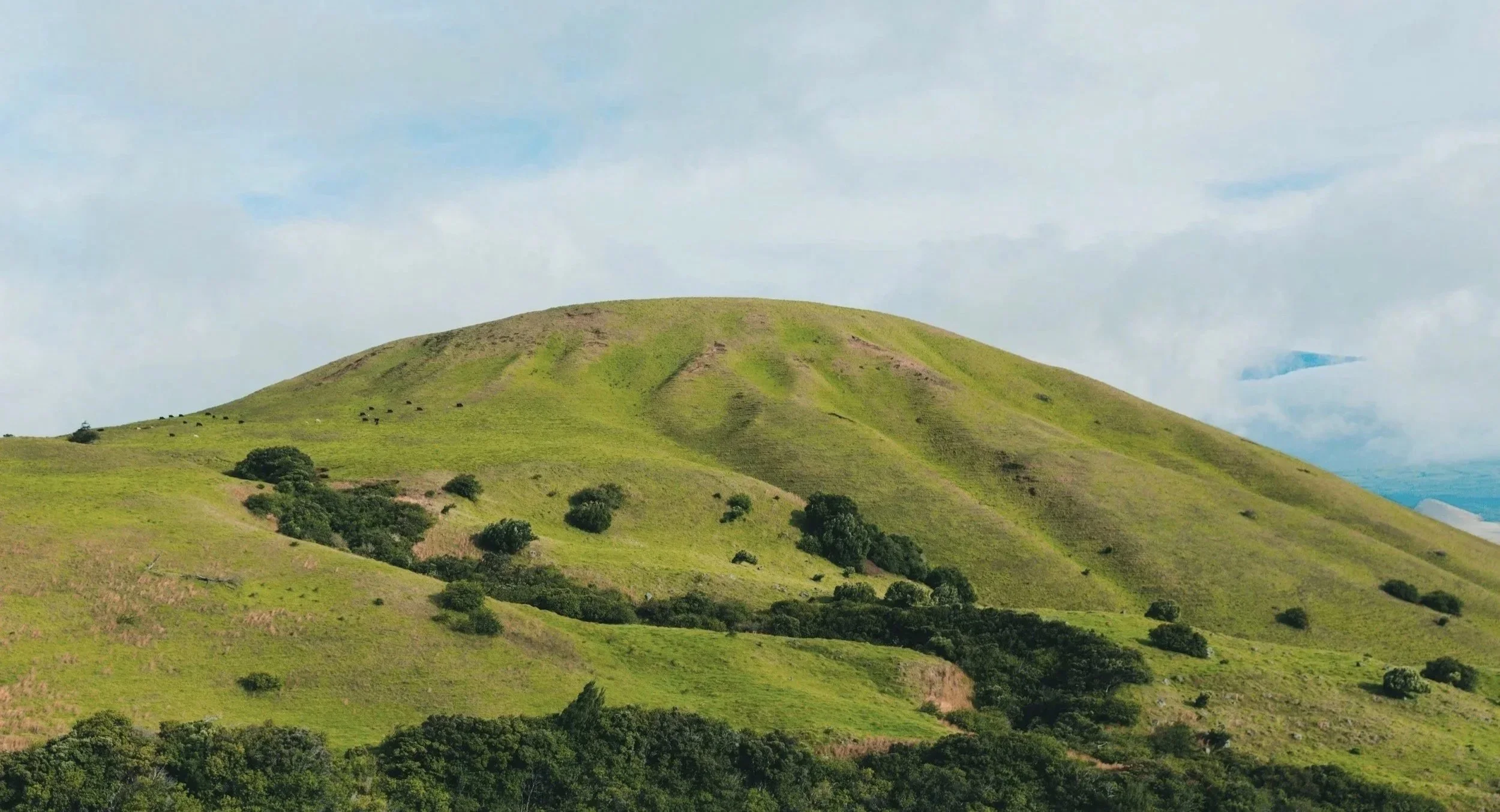 Green, grassy hill with scattered trees and bushes under a partly cloudy sky.
