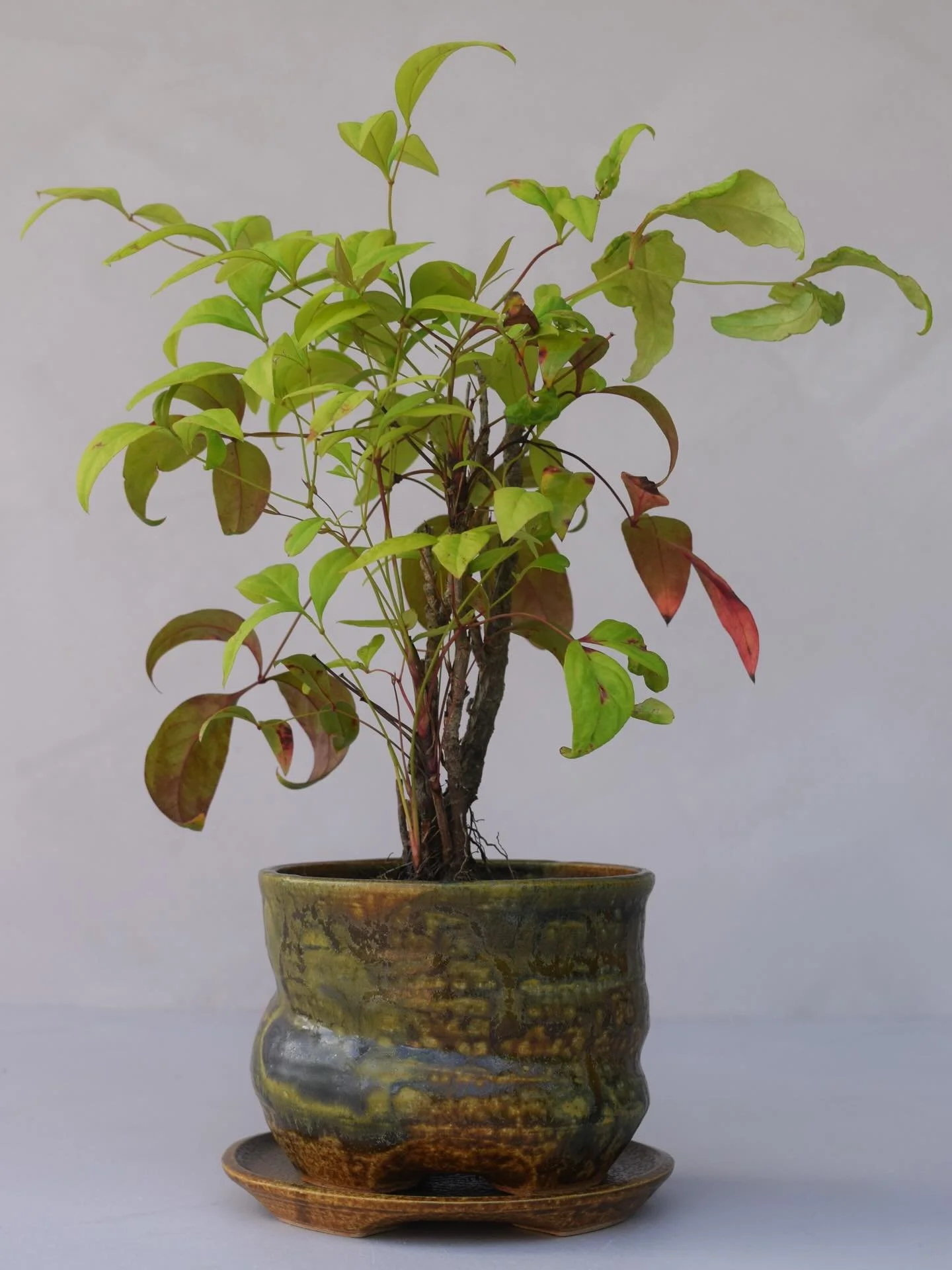 The Planter, small size, ash colour variety, with matching plate stand🪴I have a small amount of these which will shortly be available on the shop in the next update. Head to daniellevibert.com.au