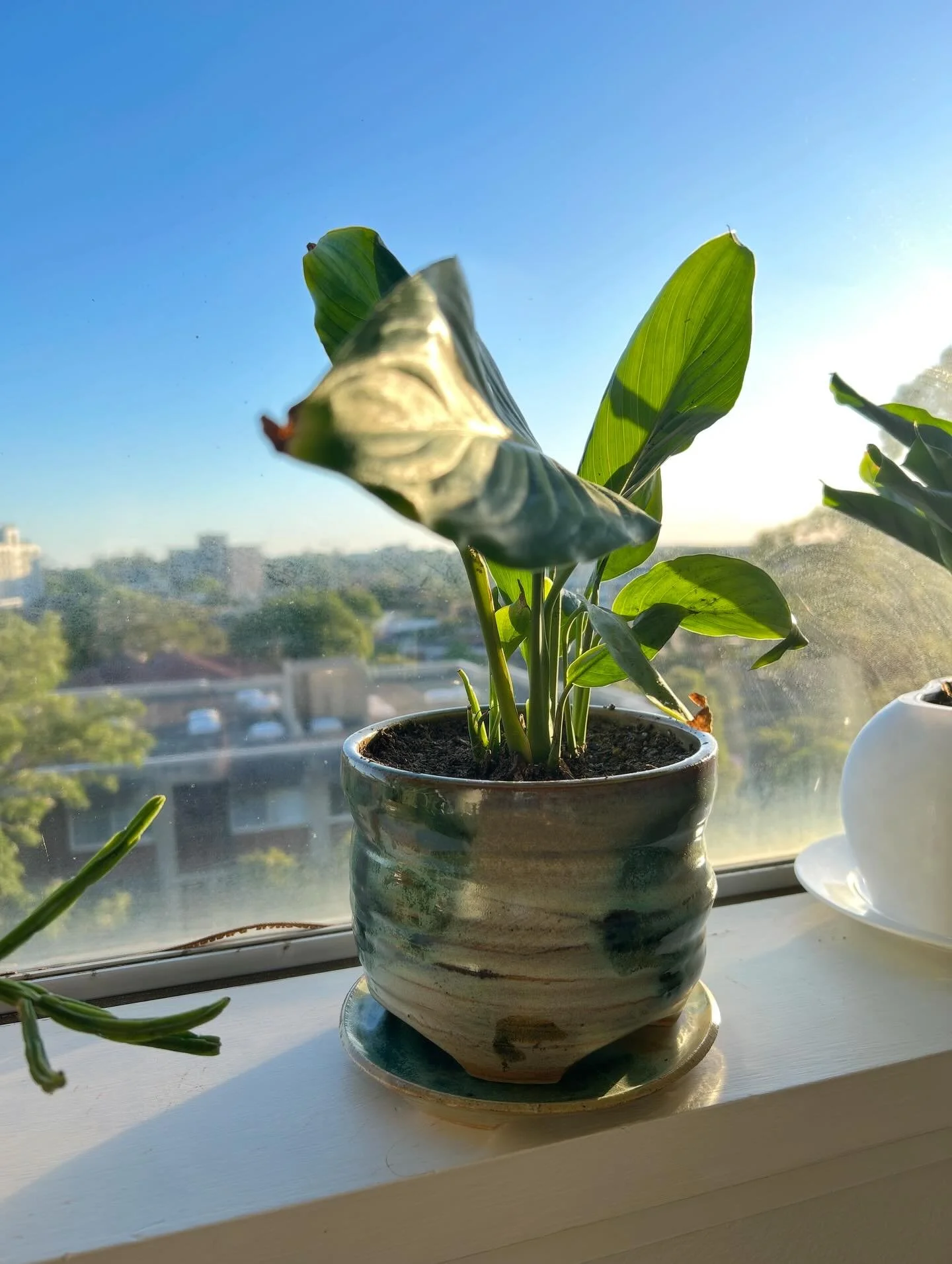 A planter in its forever home💚🌱 Head to the shop to grab your own www.daniellevibert.com.au (link in bio)