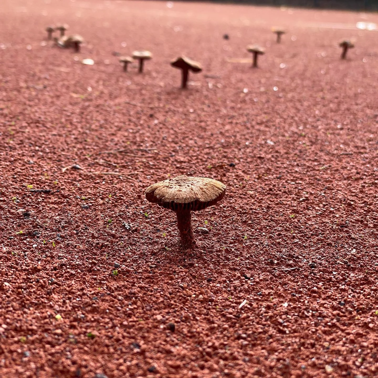 Und was w&auml;chst bei euch so ? 😀 #pilze auf dem #tennisplatz  #tennisgermany #tennisdeutschland #tennisballs #tenniscourt #tennistraining