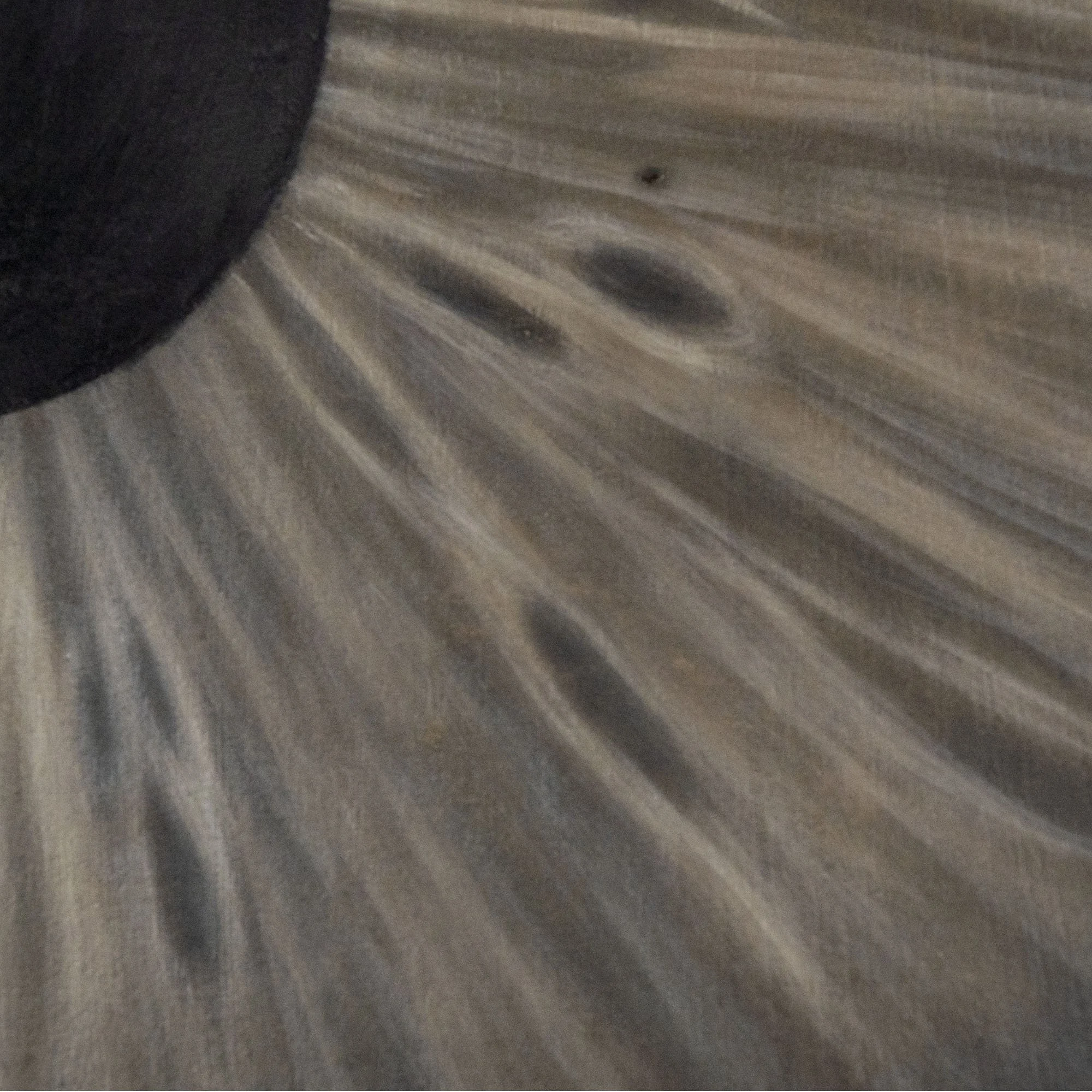 Zoom sull'iride marrone dipinta nel quadro esistenzialista "Un intimo sconosciuto" dall'artista italiano Manuel Capaccioli.