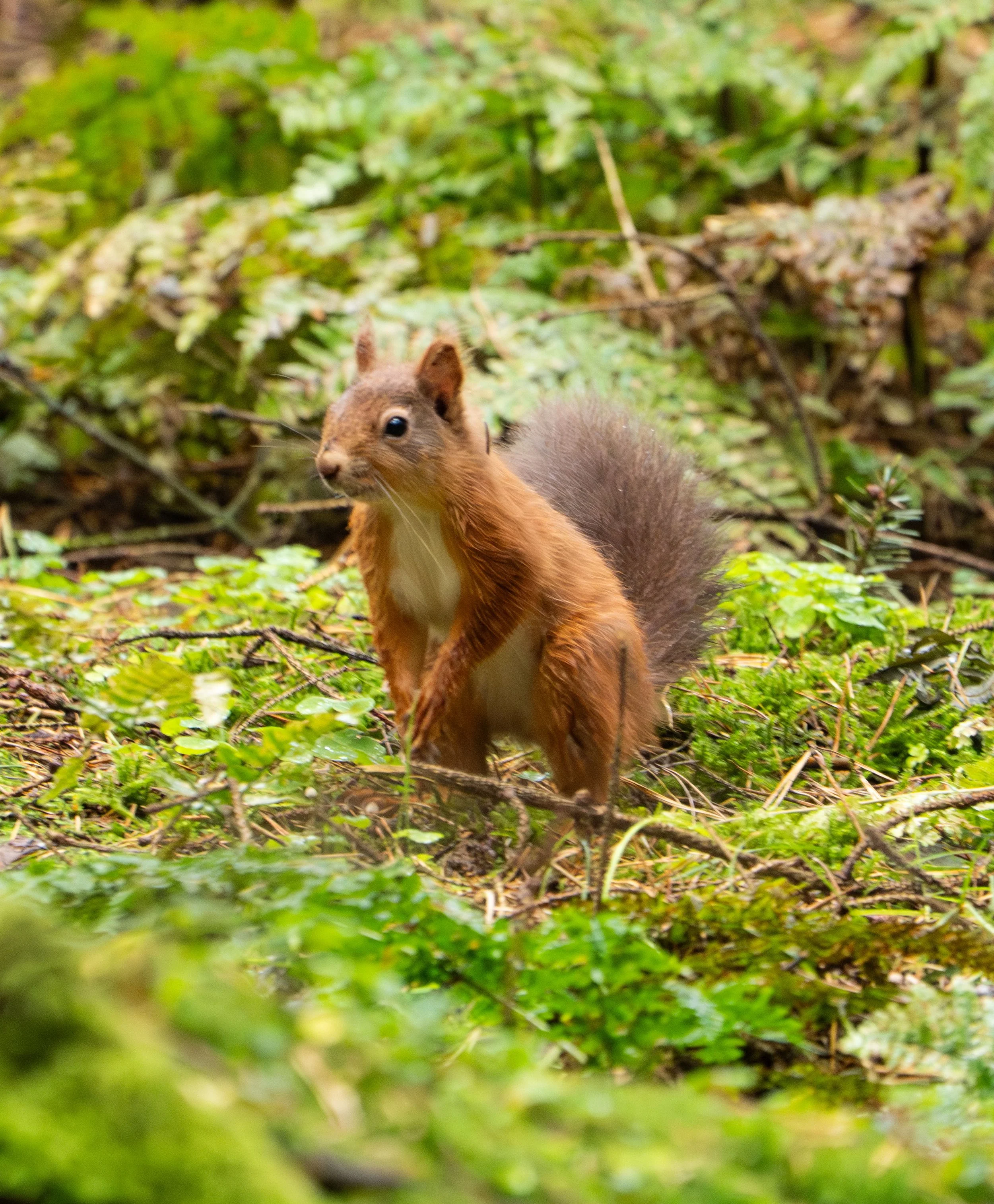 red squirrel standing.jpeg