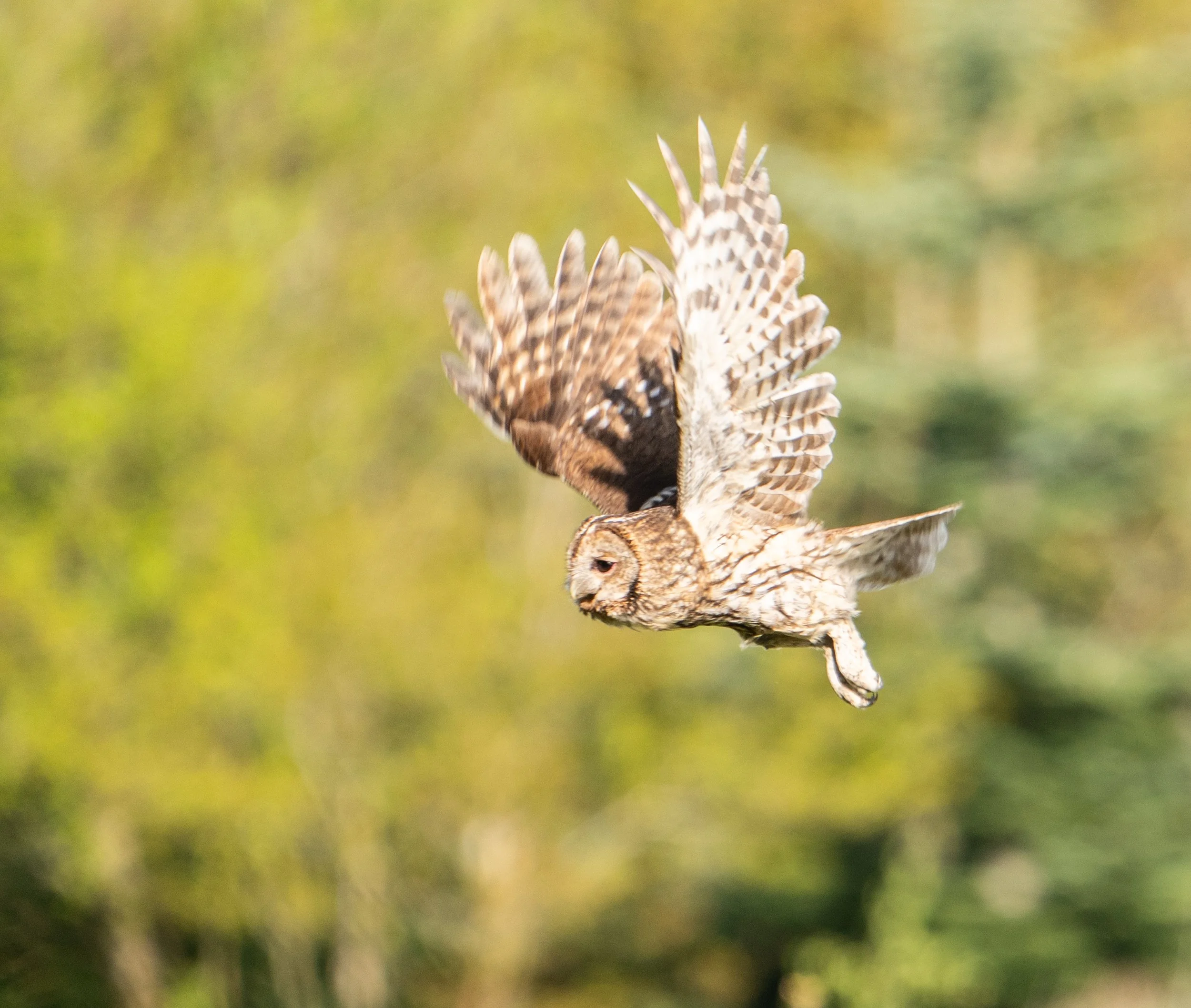 new tawny in flight best.jpg