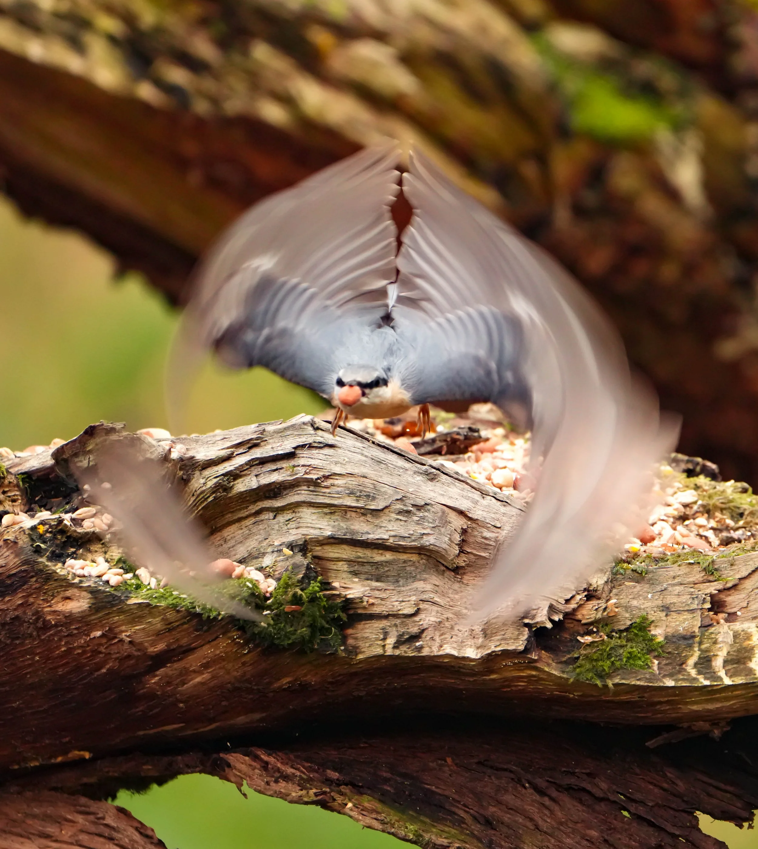 Nuthatch launching best.jpeg