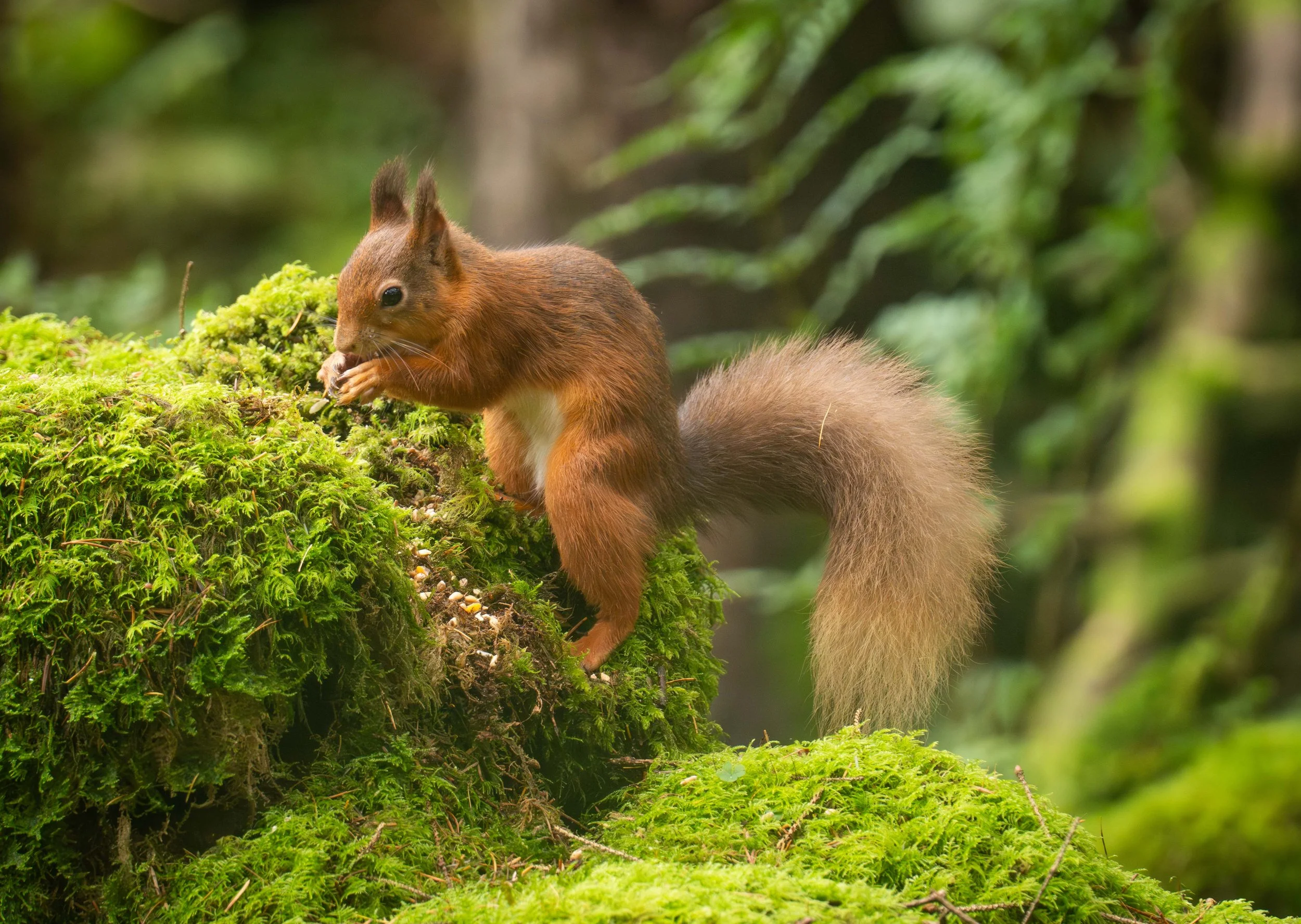 red squirrel on mossy wall 2.jpeg