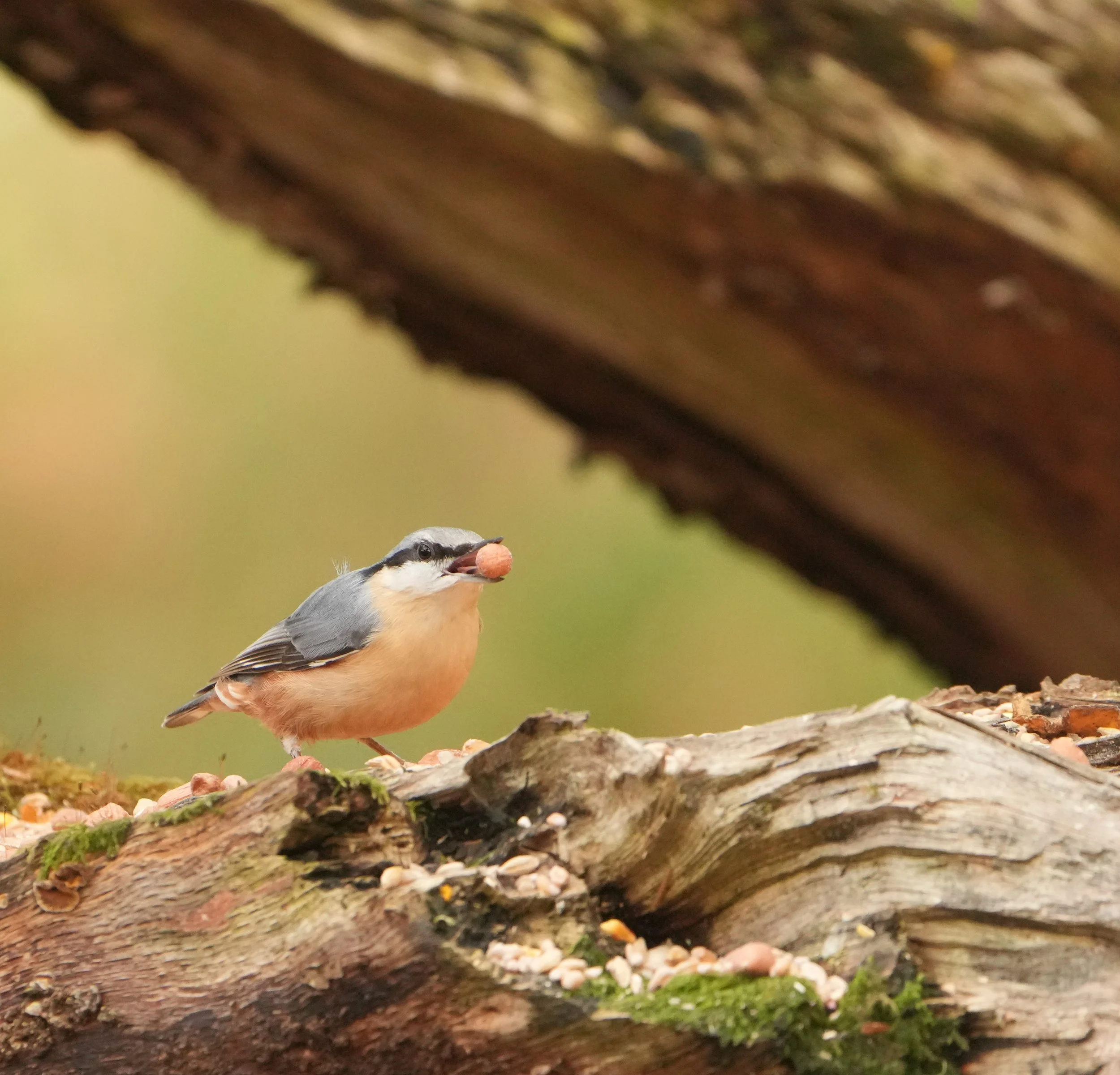Nuthatch with nut.jpeg