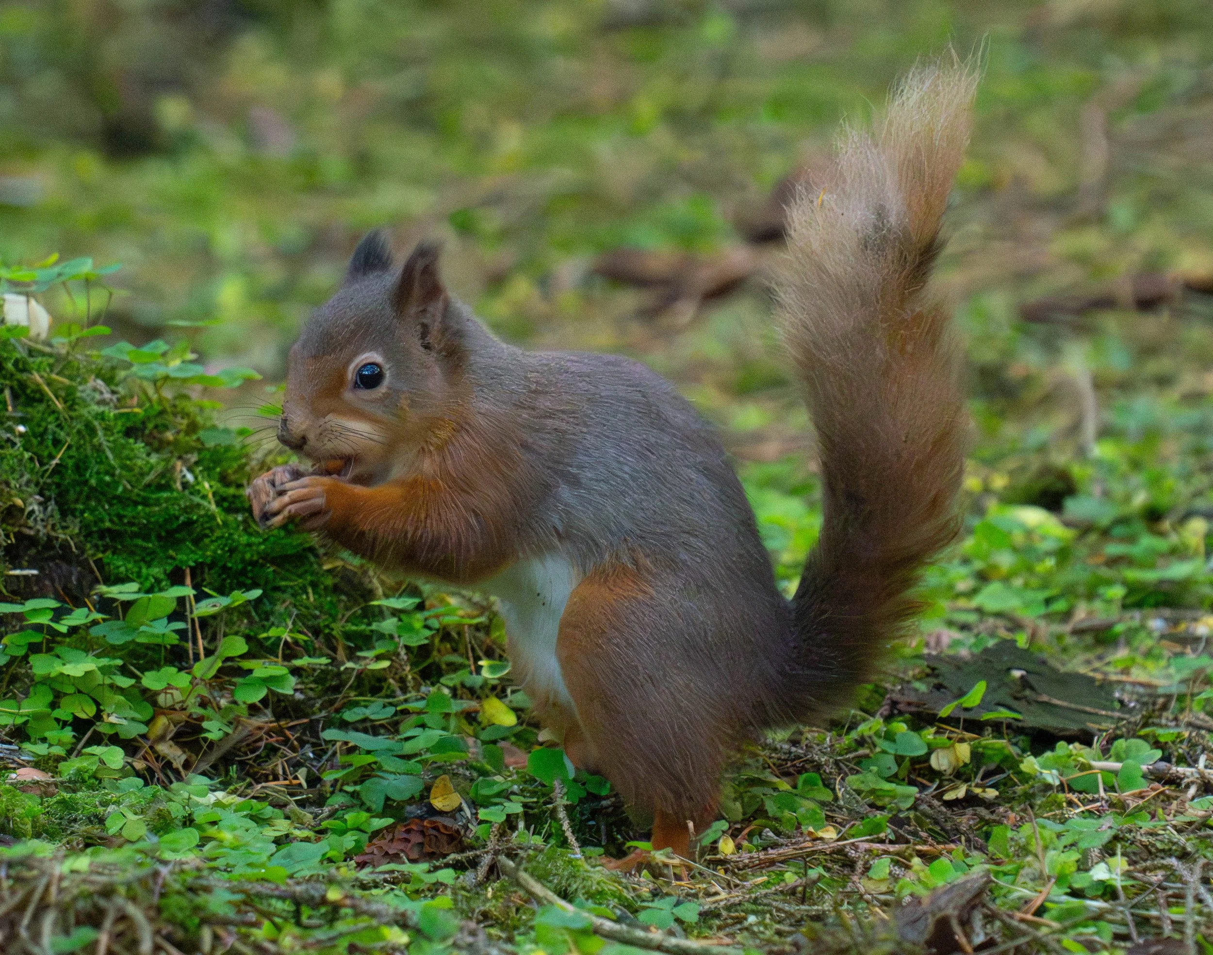 squirrel with nut in its mouth.jpeg