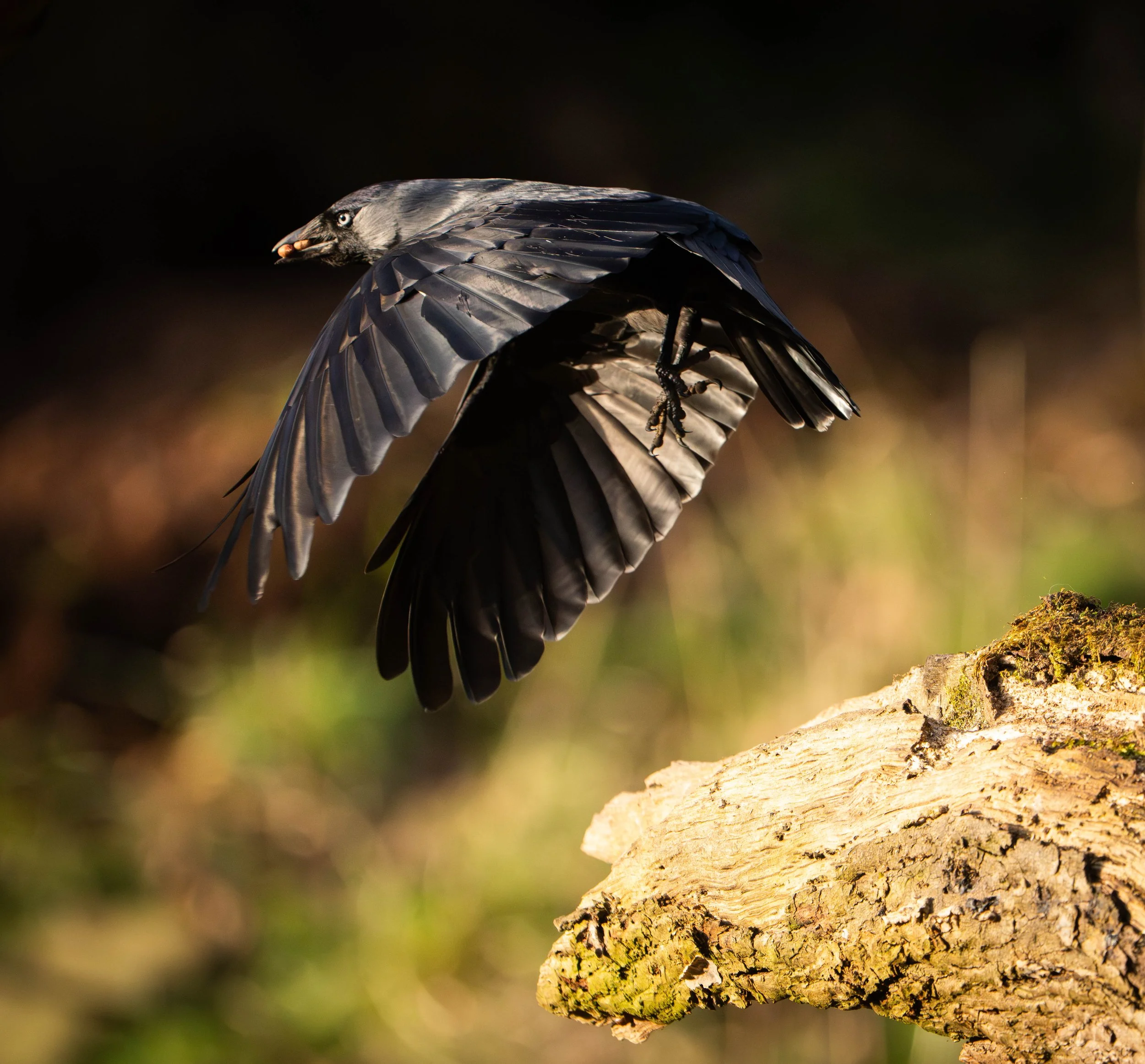 Jackdaw in flight best.jpg