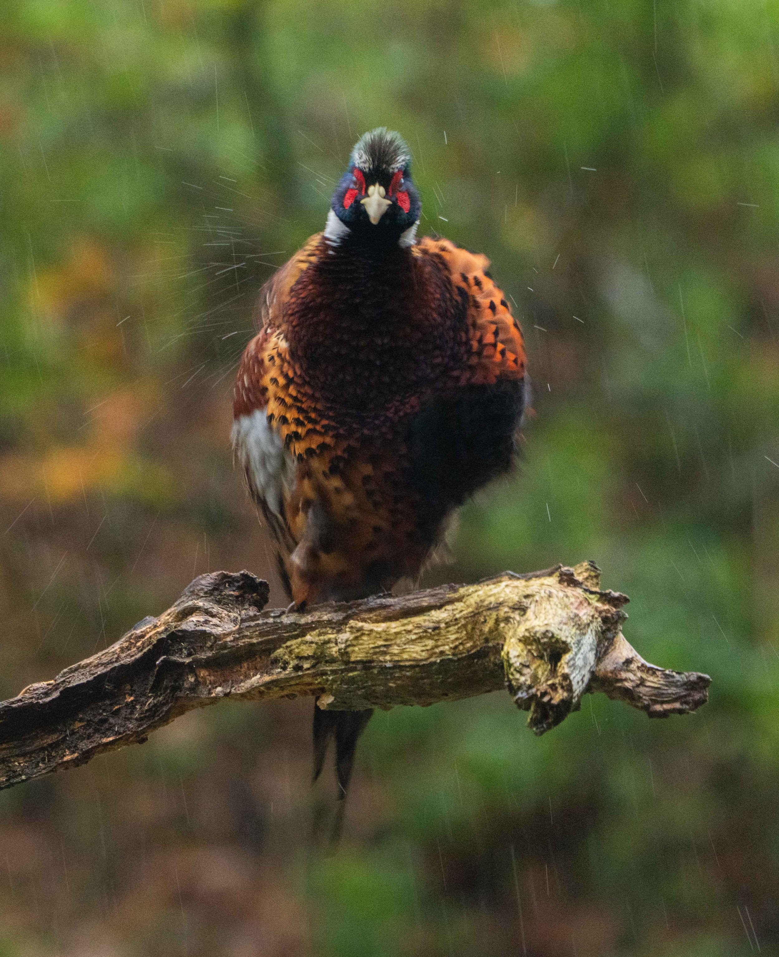 Pheasant shaking 2.jpeg