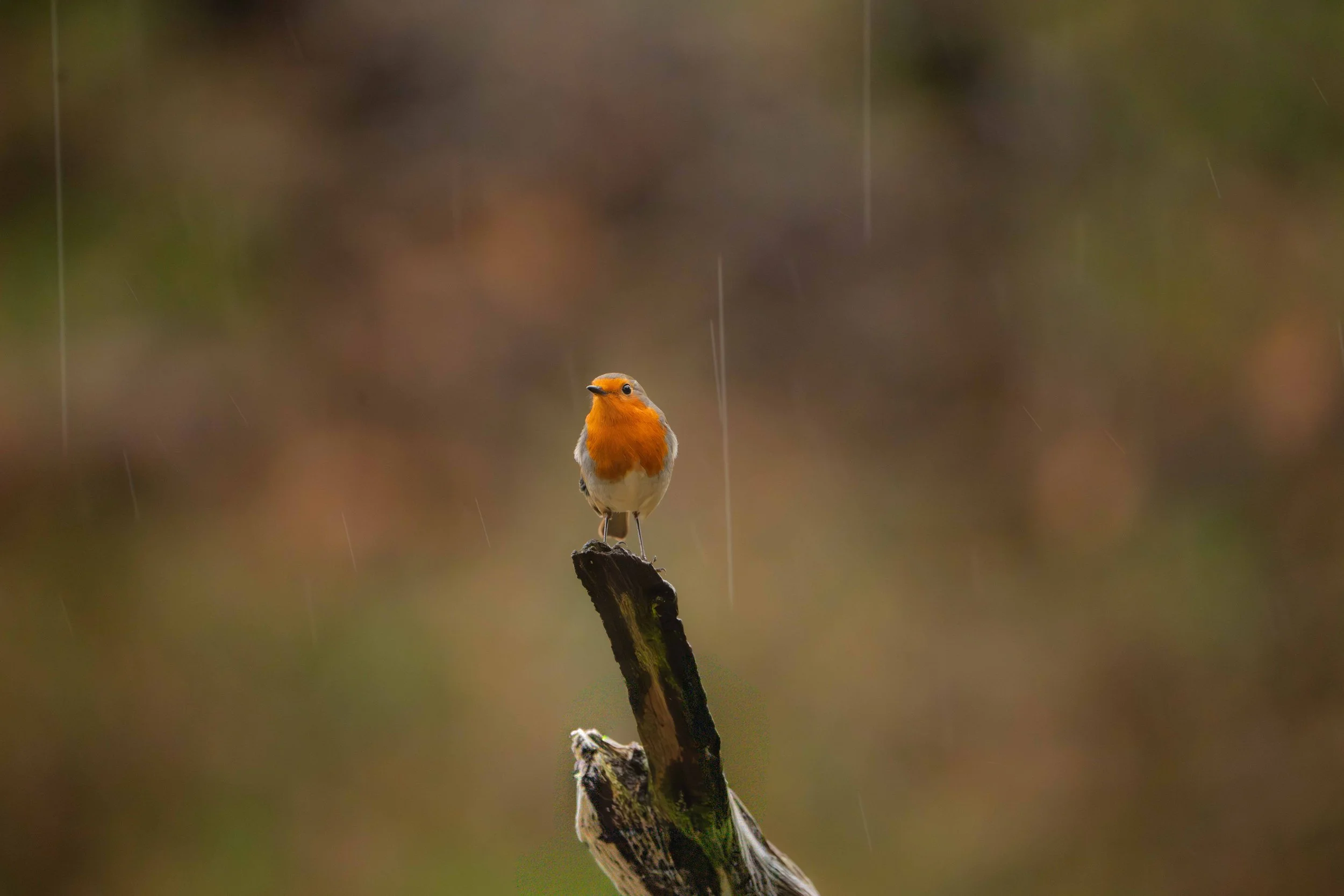 robin in rain.jpeg
