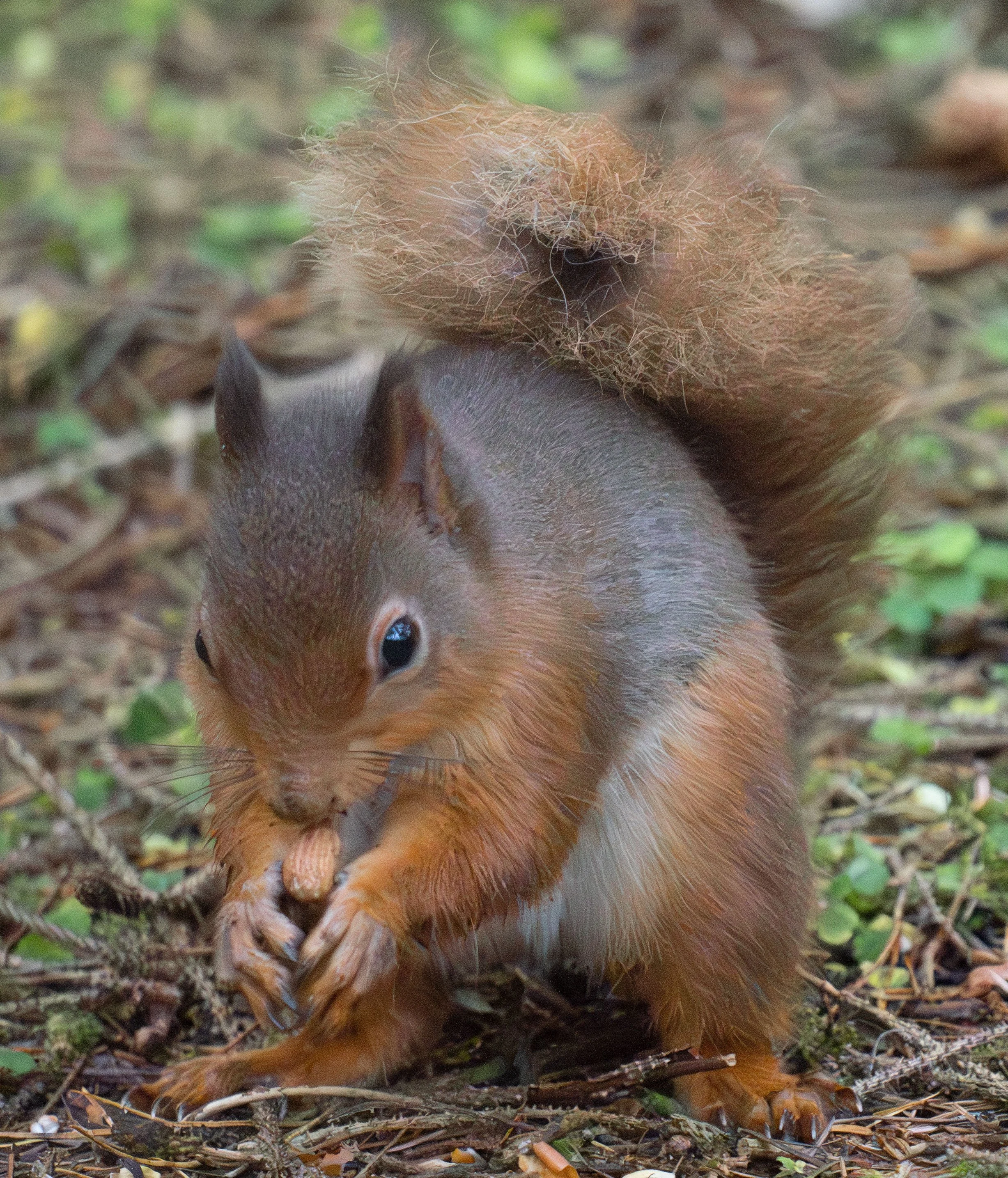 squirrel with nut in its mouth 2 best.jpeg