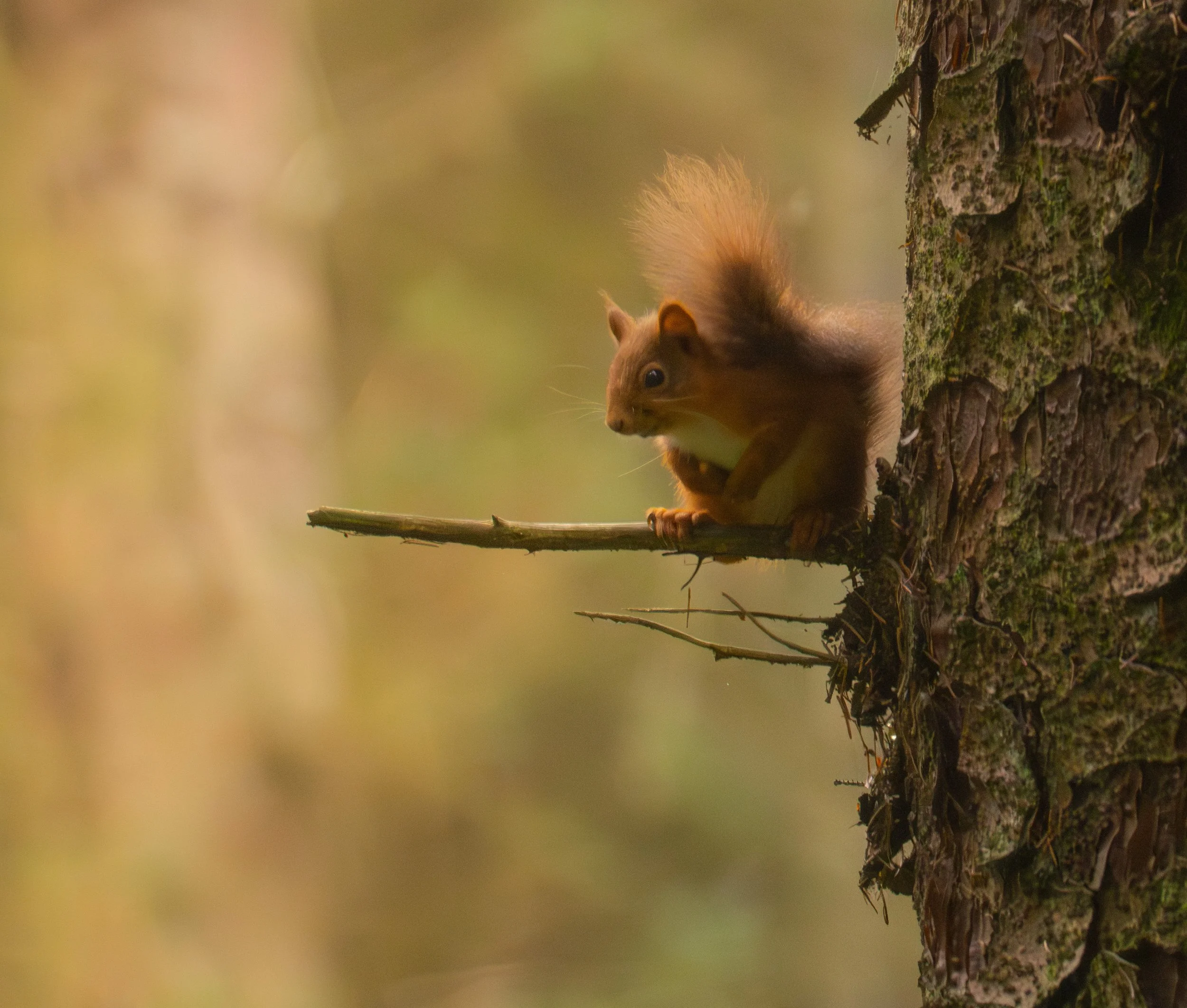 Red squirrel on perch.jpeg