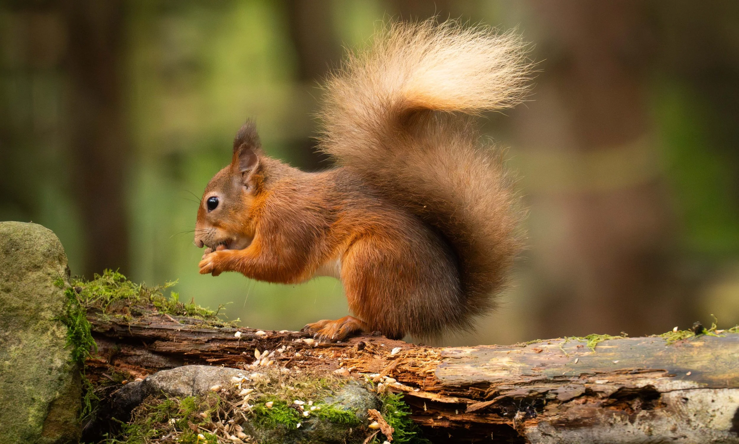 red squirrel on log eating nut.jpeg