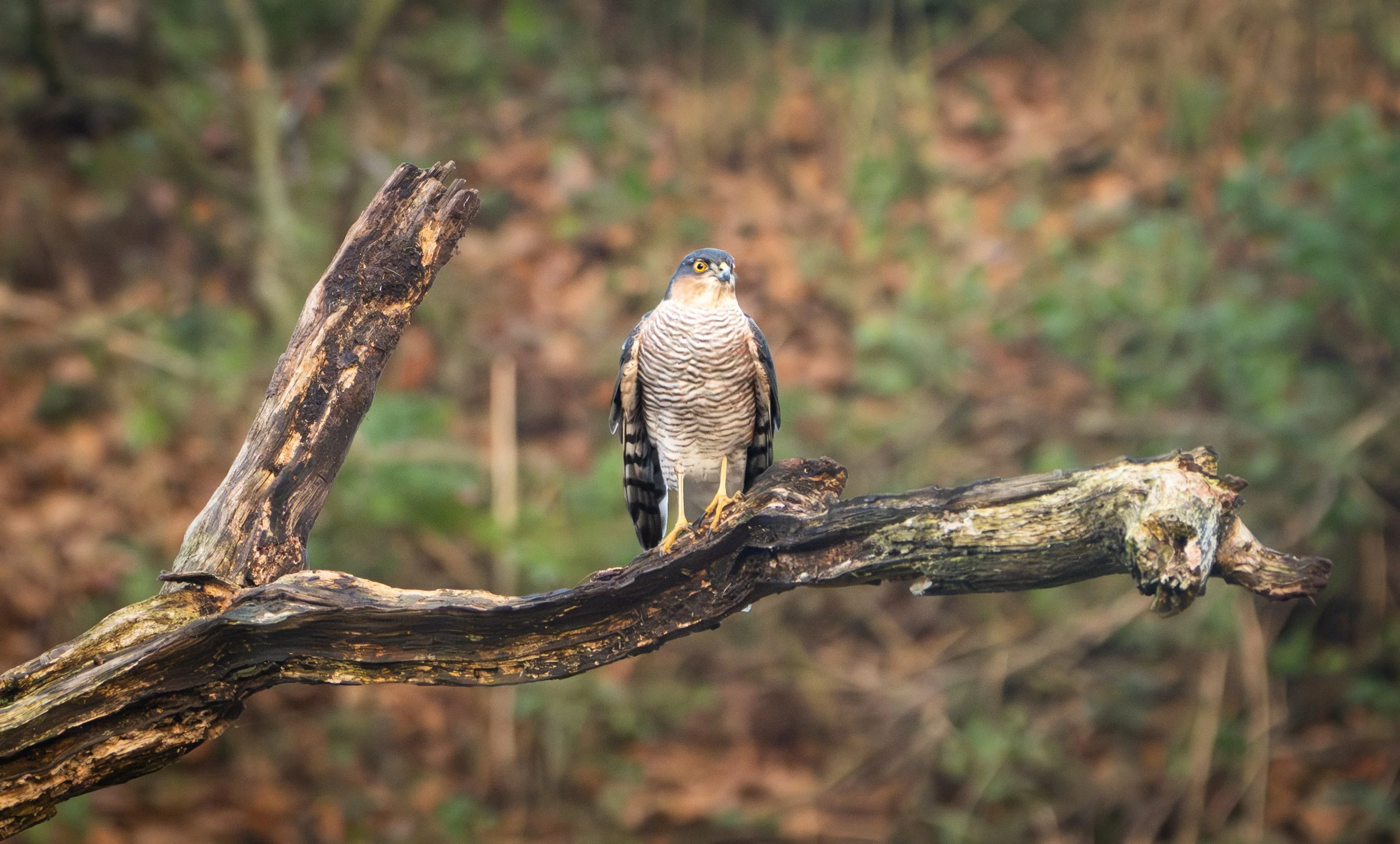 SPARROWHAWK.jpg