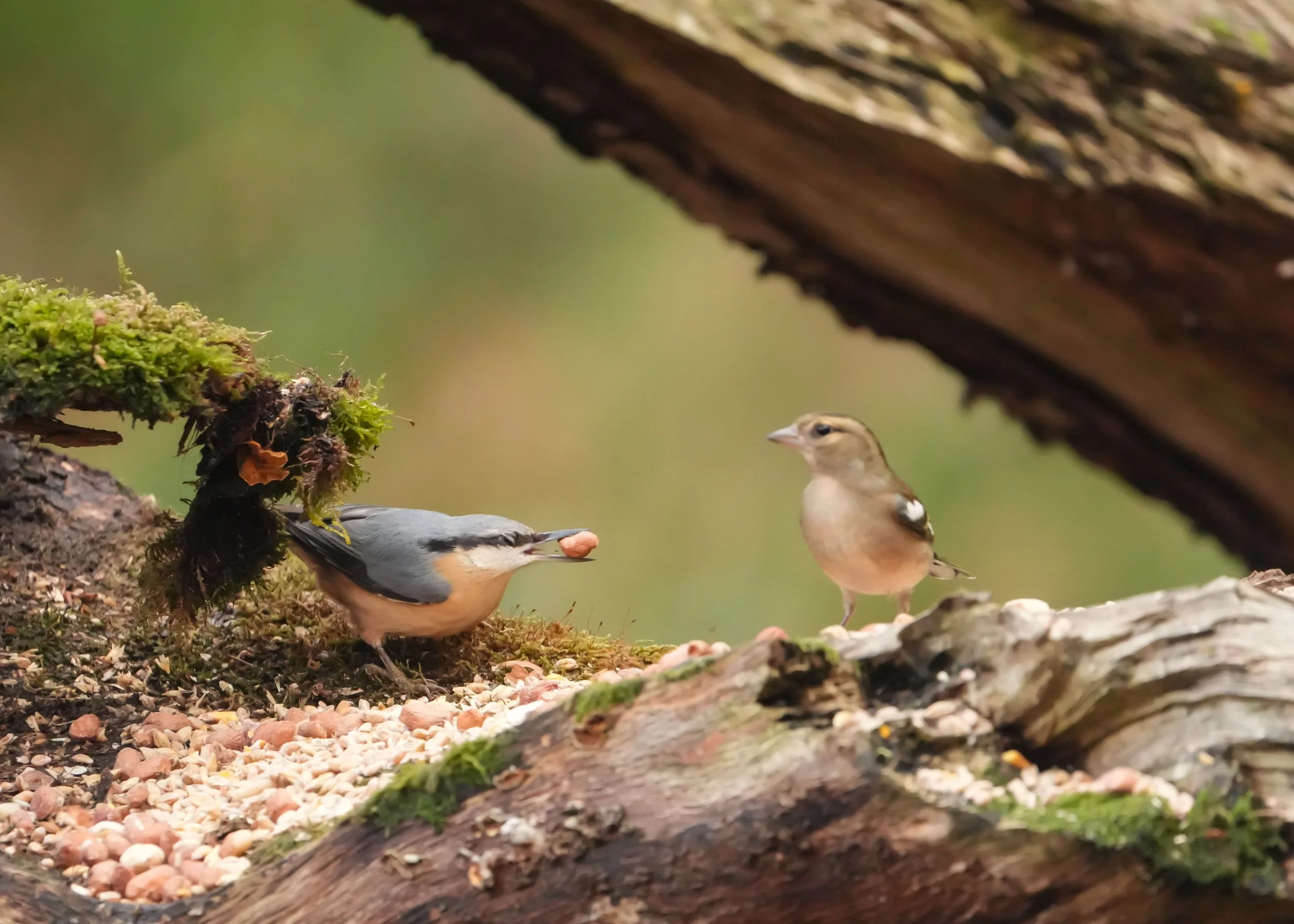 Nuthatch and chaffinch.jpeg