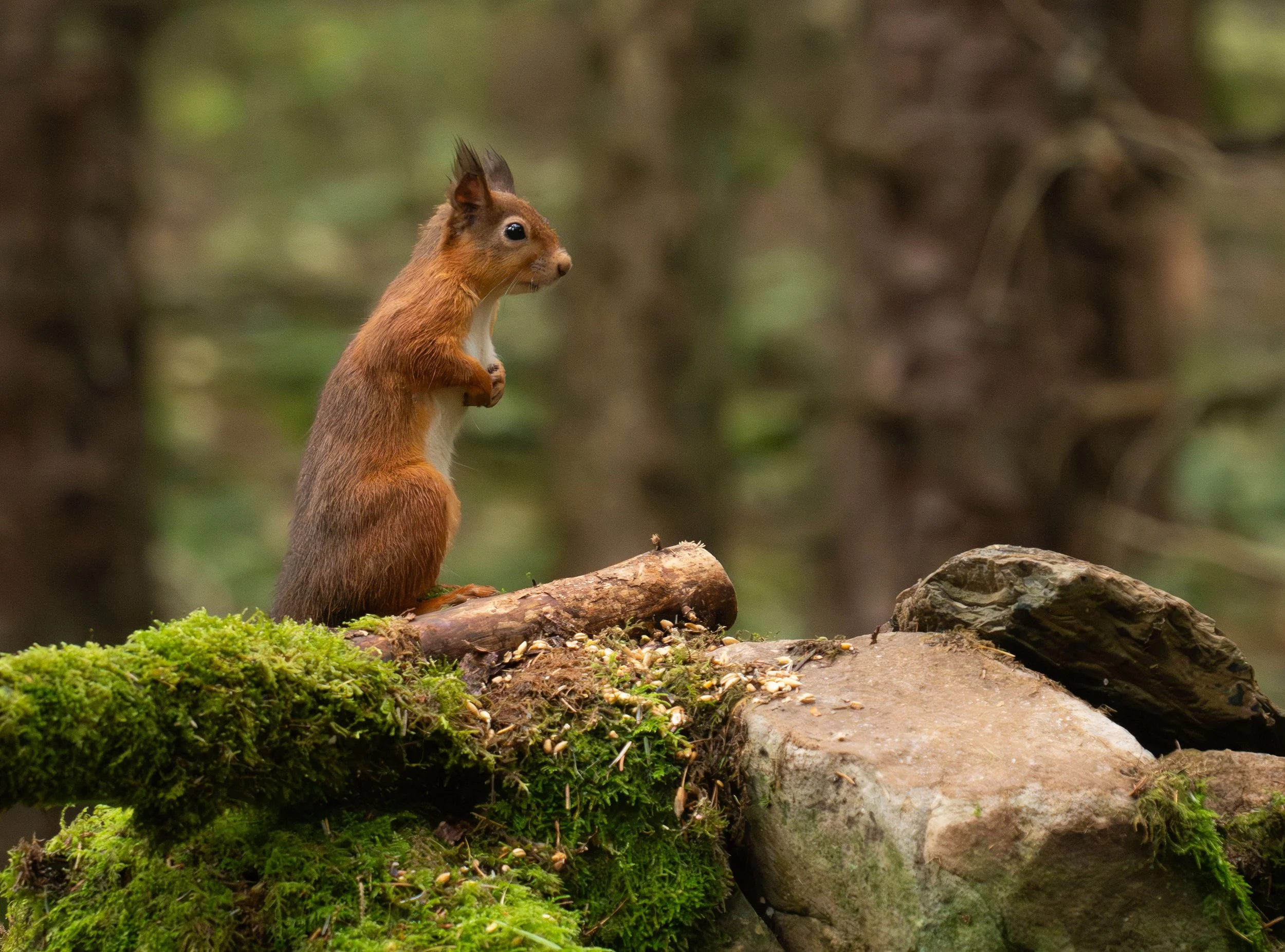 squirrel saying prayers.jpeg