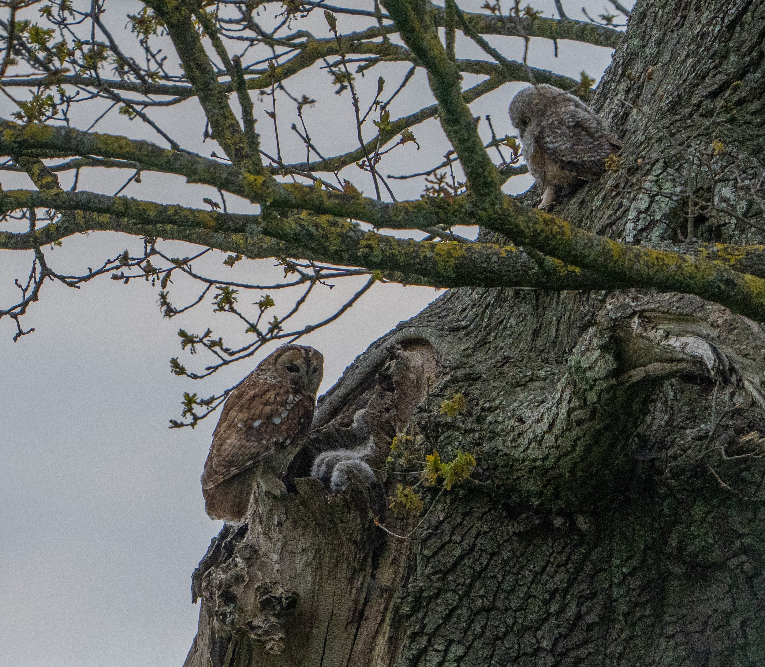 tawny with three chicks.jpg