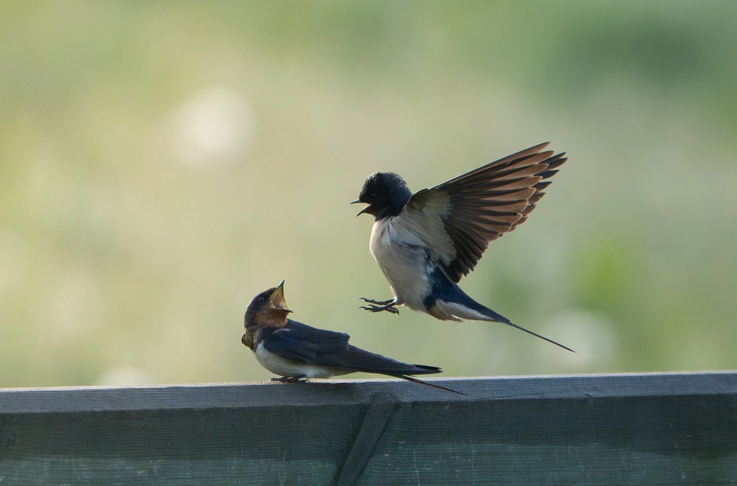 swallows fighting best 1.jpg
