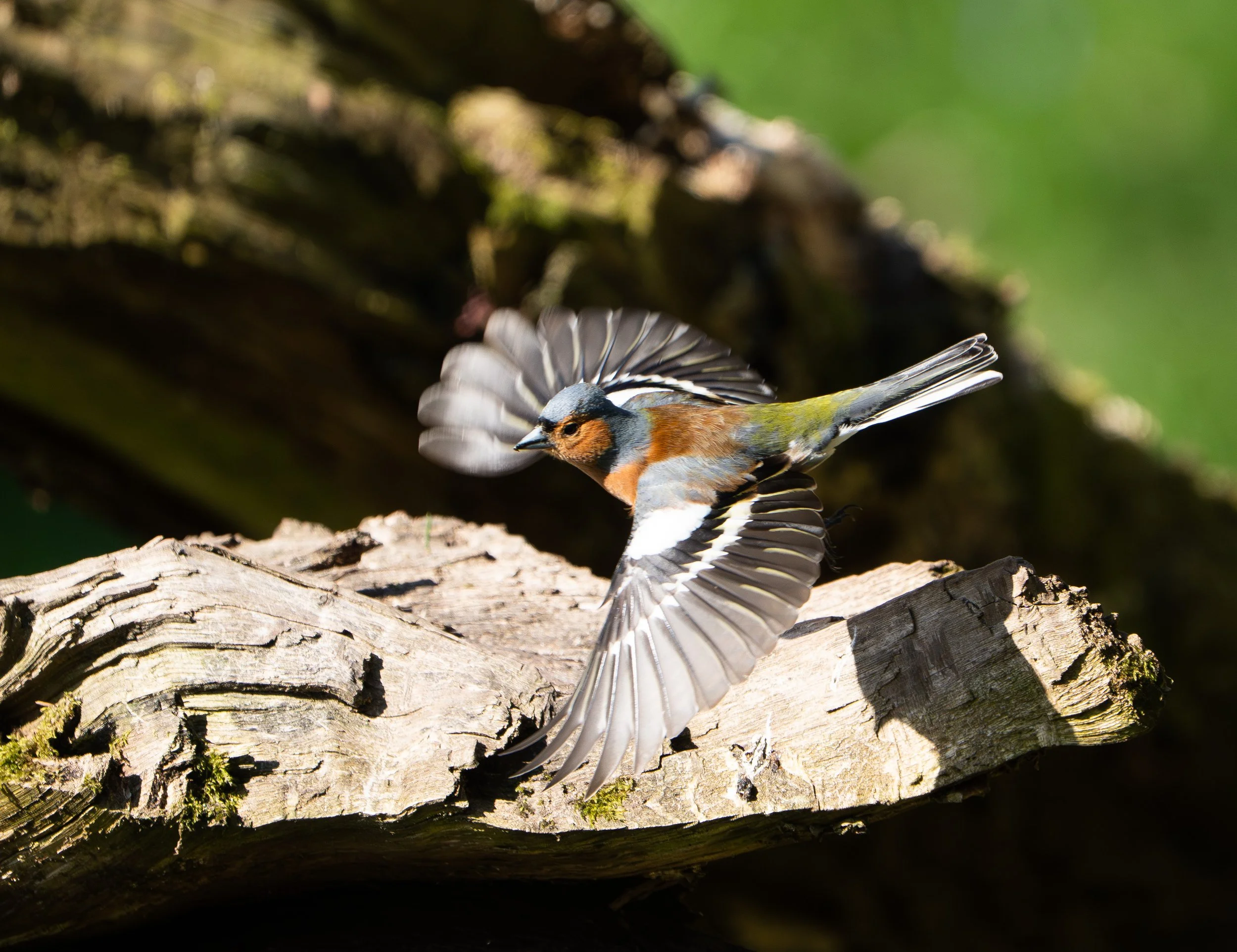 chaffinch launching 2804.jpg