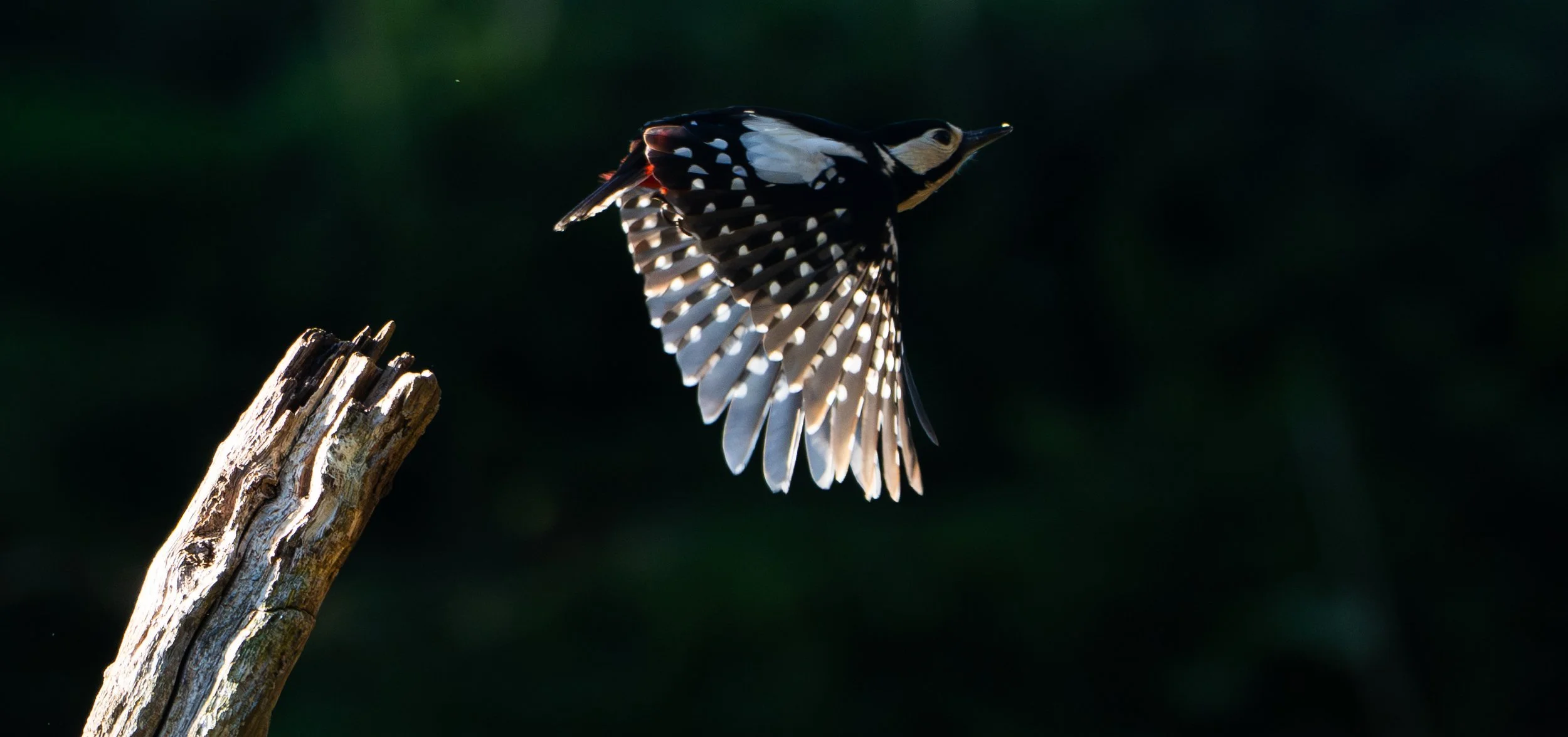 gsw great light 2804.jpg