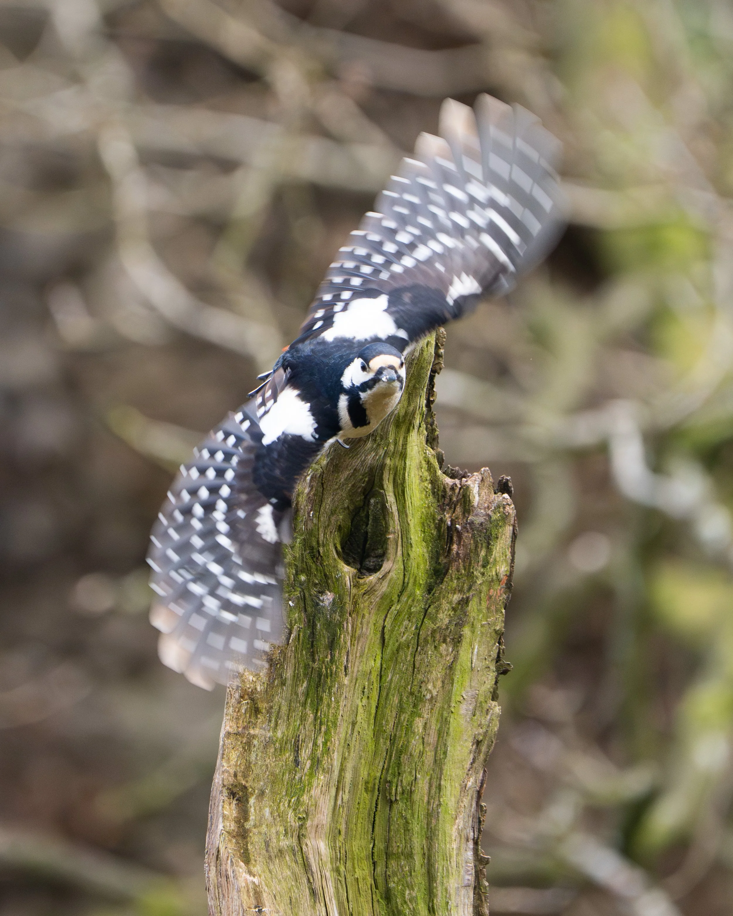 woodpecker shutter 1250.jpg