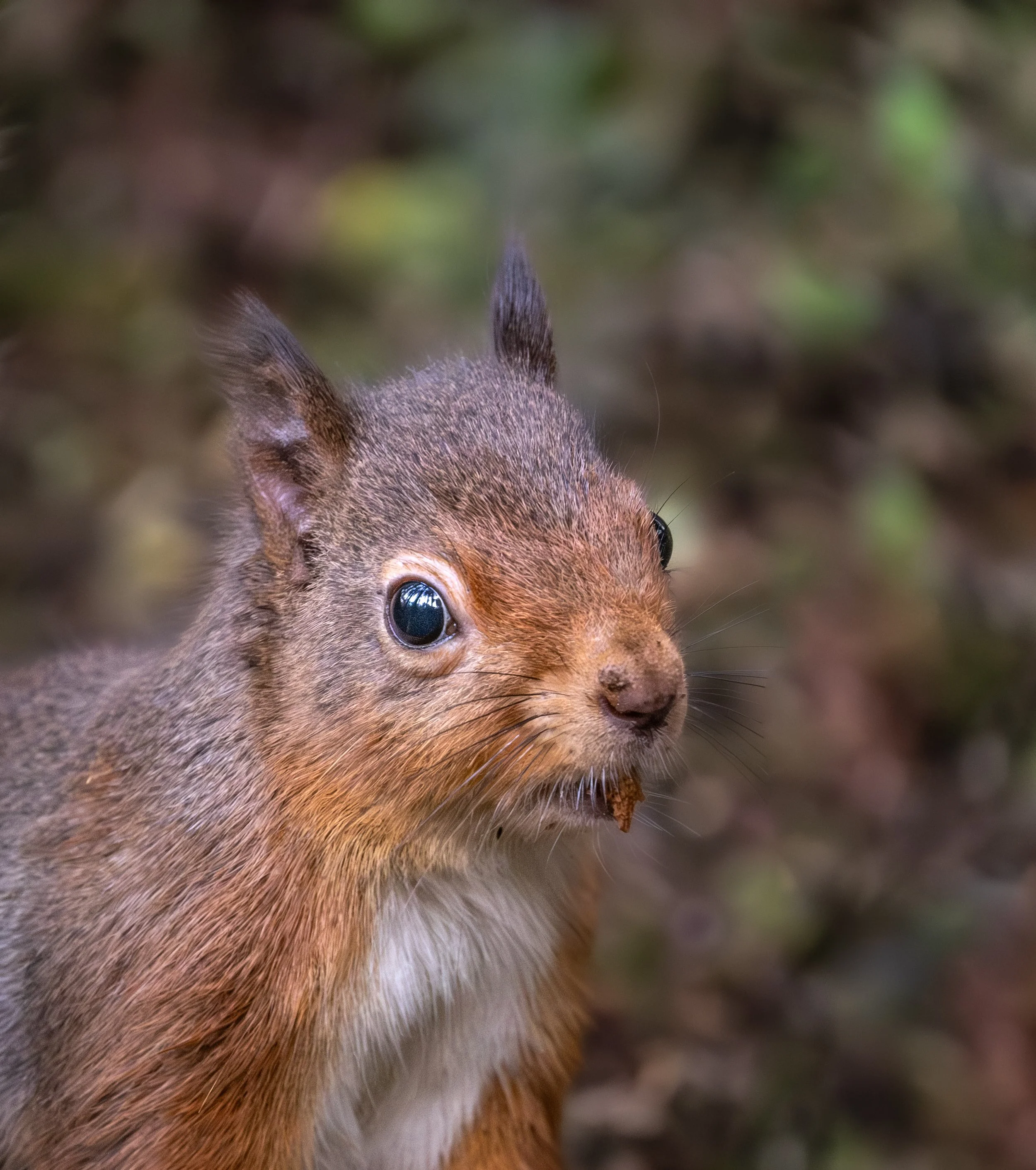 Red squirrel floor 1.jpeg