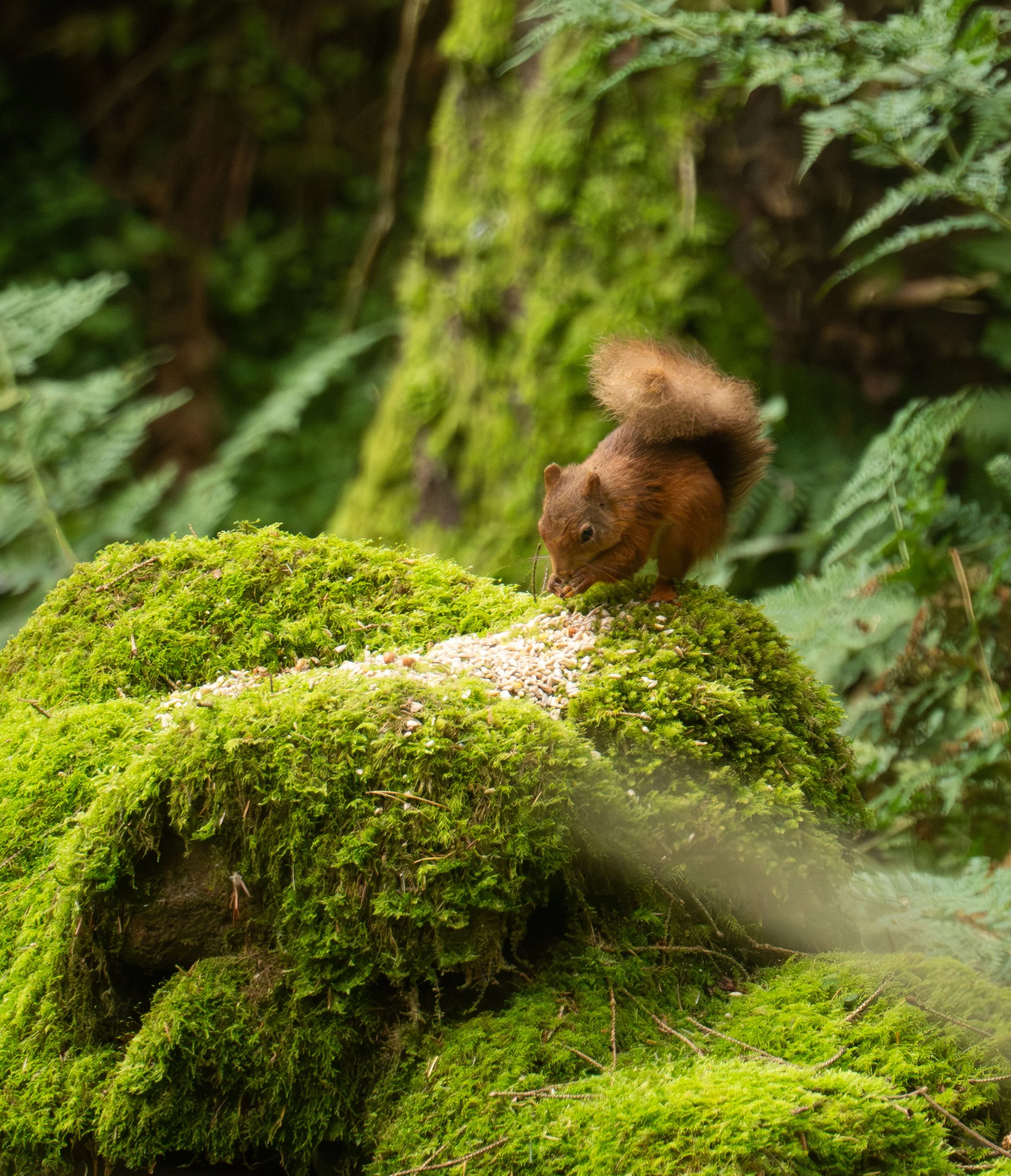 Red squirrel on mossy wall.jpeg