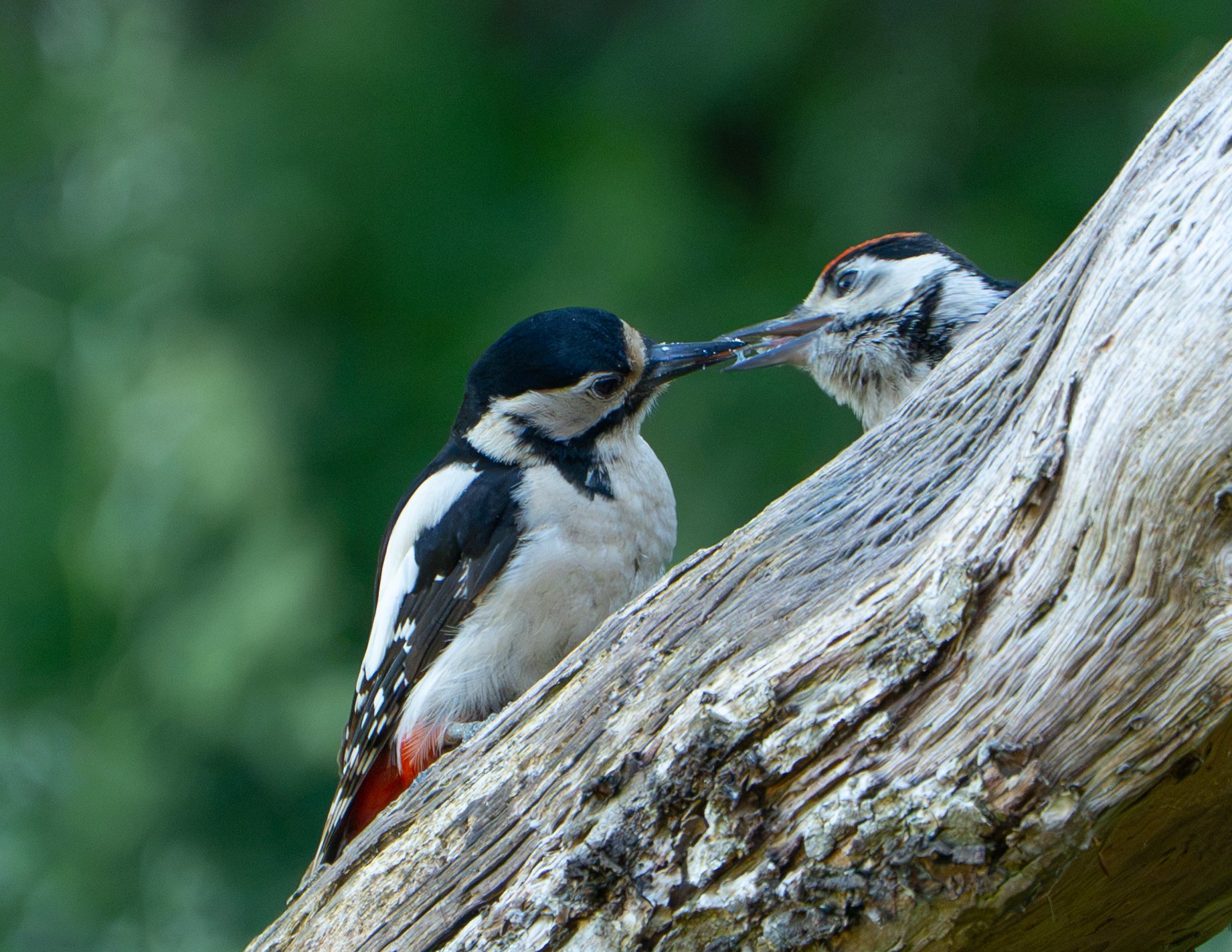 2 GSW same perch feeding 2.jpg
